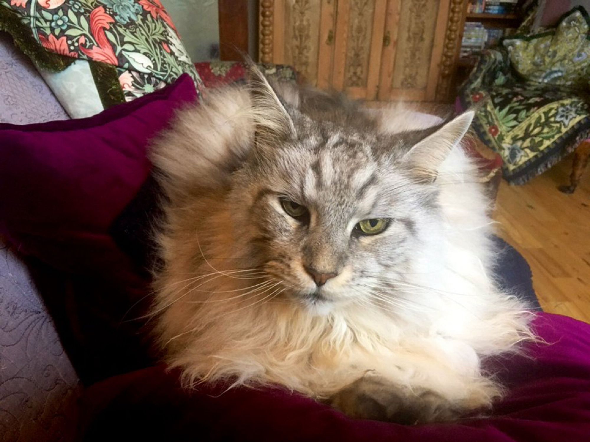 Very large, fluffy, and unimpressed-looking silver Maine Coone, sitting majestically on a purple velvet pillow, as befits his majestic dumbassery.