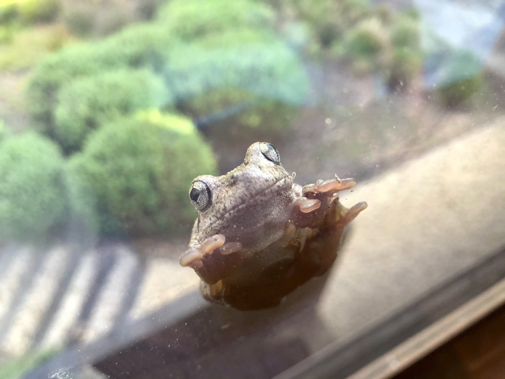 I can’t get a grip on this … tree frog sliding down the outside of a damp glass window