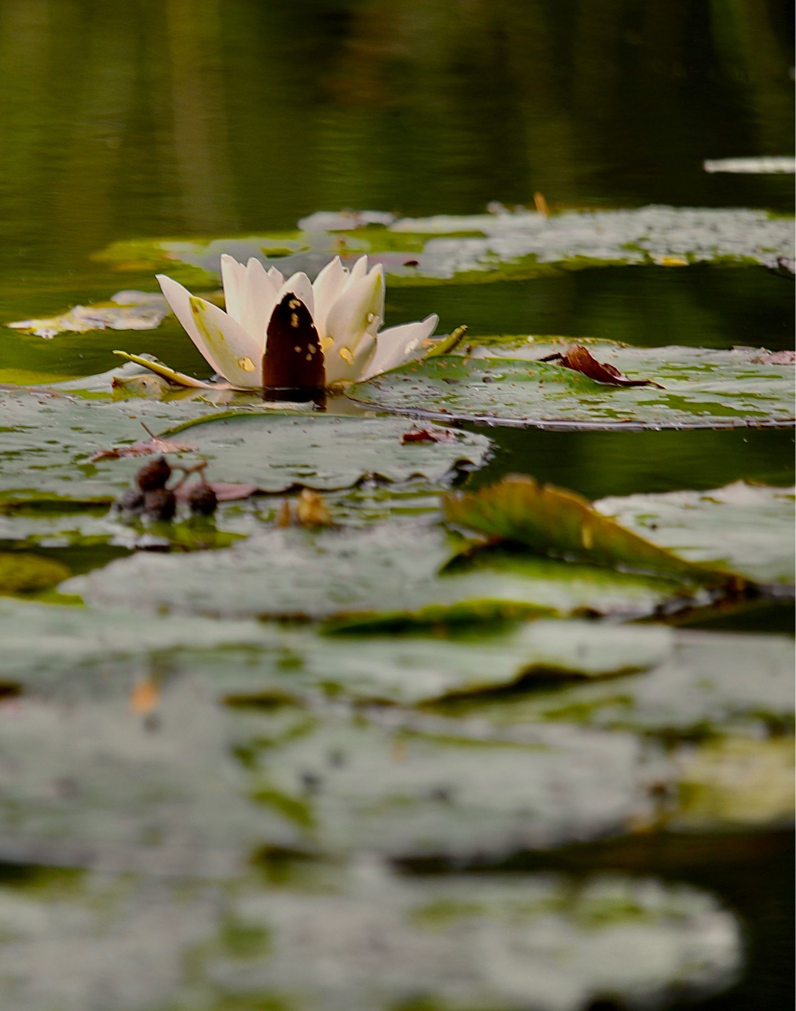 Blick auf eine weiße Seerossenblüte auf Höhe des Wasserspiegels. Die Seerosenblätter im Vordergrund sind unscharf. Das Wasser ist dunkelgrün.