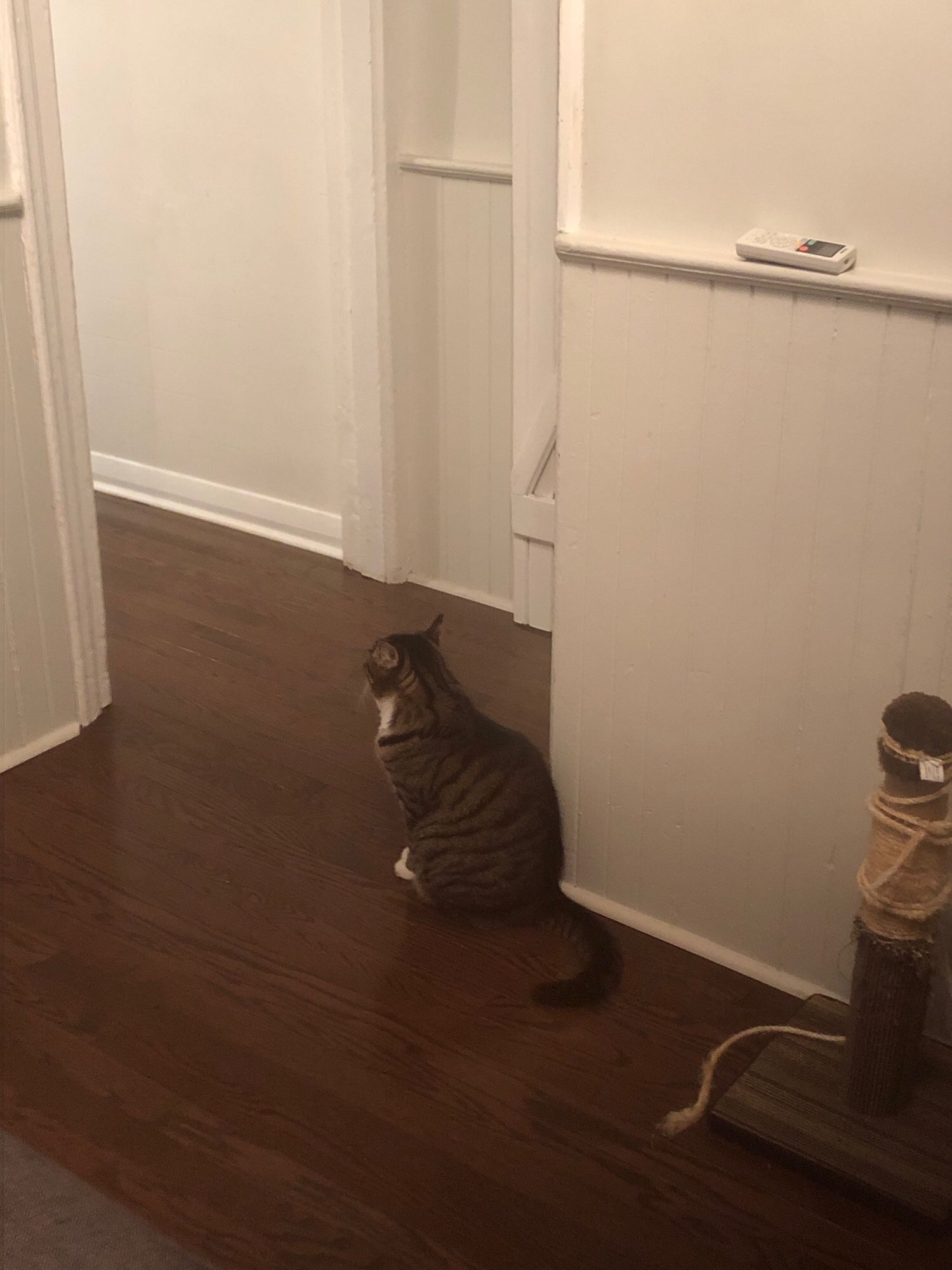 A (well-fed) tabby cat sits facing away from the photographer. He seems to be sulking.