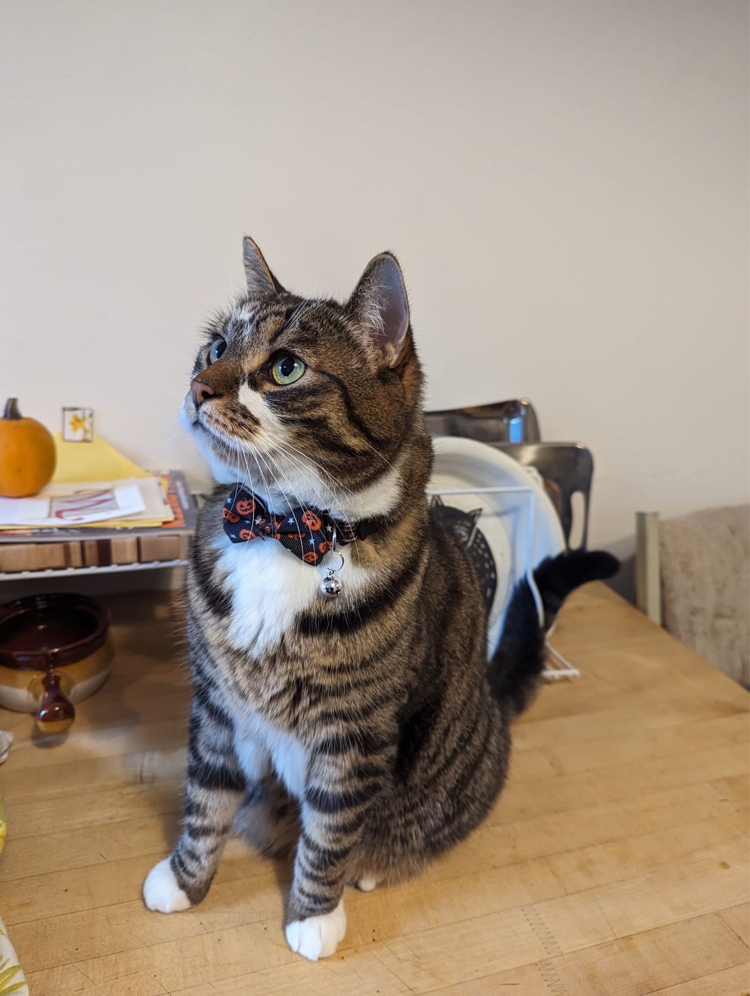 A tabby cat with a white patch on his neck is wearing a very fetching bowtie covered in pumpkins.