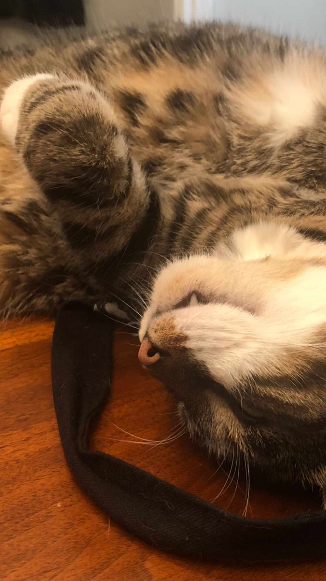 Close up of a tabby cat stretching out on his back. His chin and neck are white and there’s a little fang protruding from his little mouth.