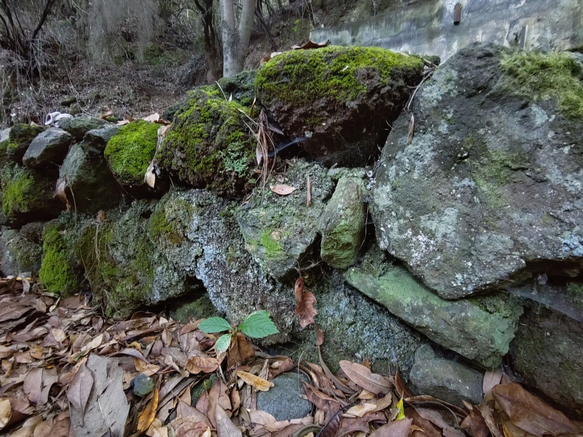 Stone wall with moss and dry leaves in the foreground