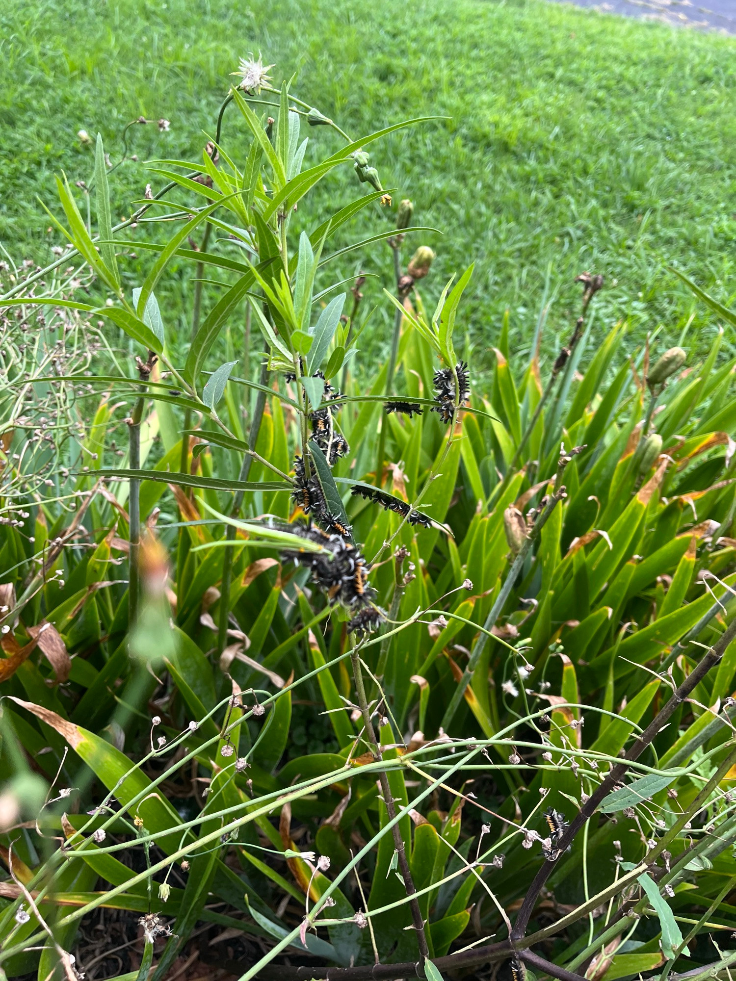 Milkweed getting eaten by swarms of Milkweed (Tussock/Tiger) caterpillars. 