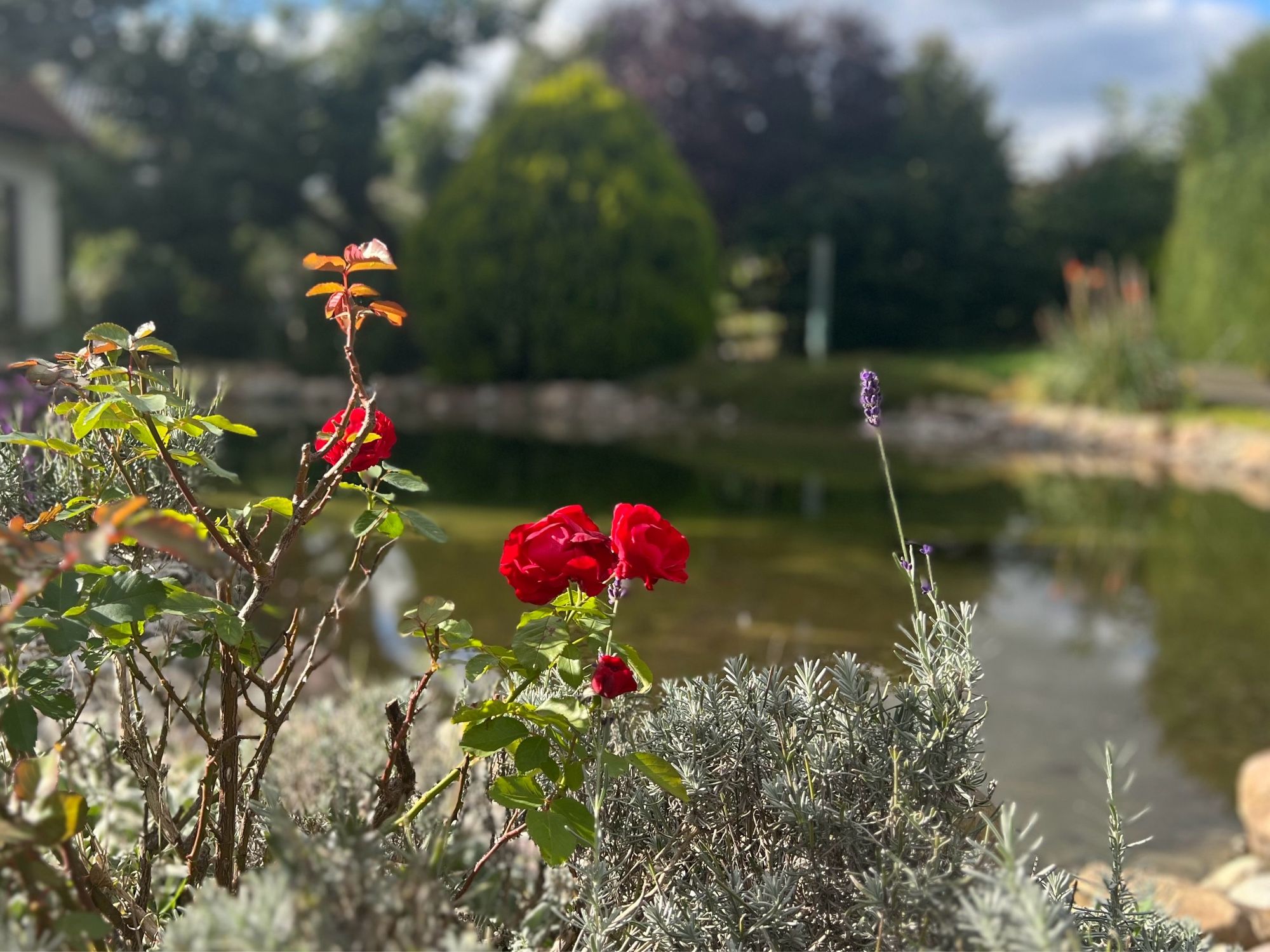 Sommer ade…die letzten Rosen im Garten🙃