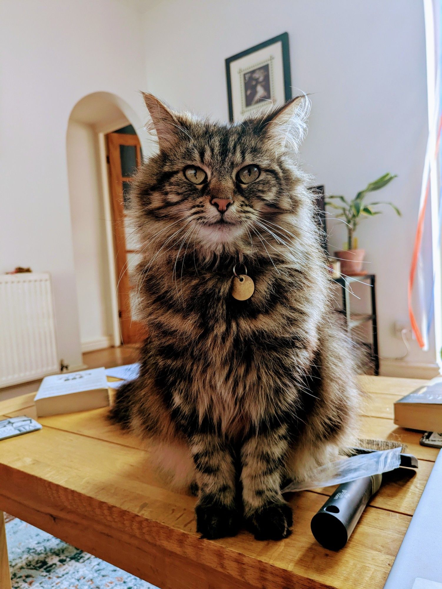 A very fluffy brown cat, sitting up and looking at the viewer.