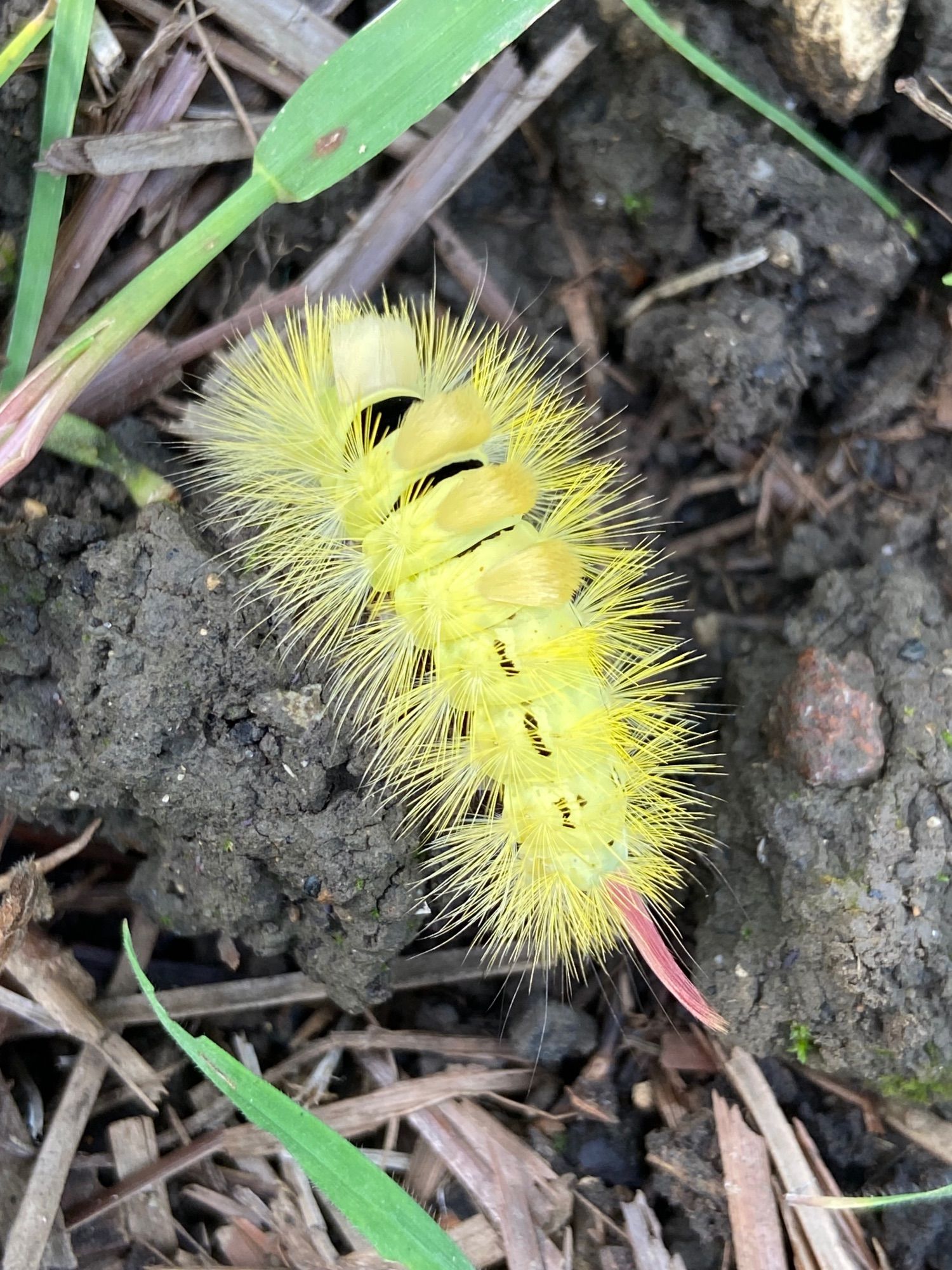 A hairy bright yellow caterpillar with a pink ‘tail’