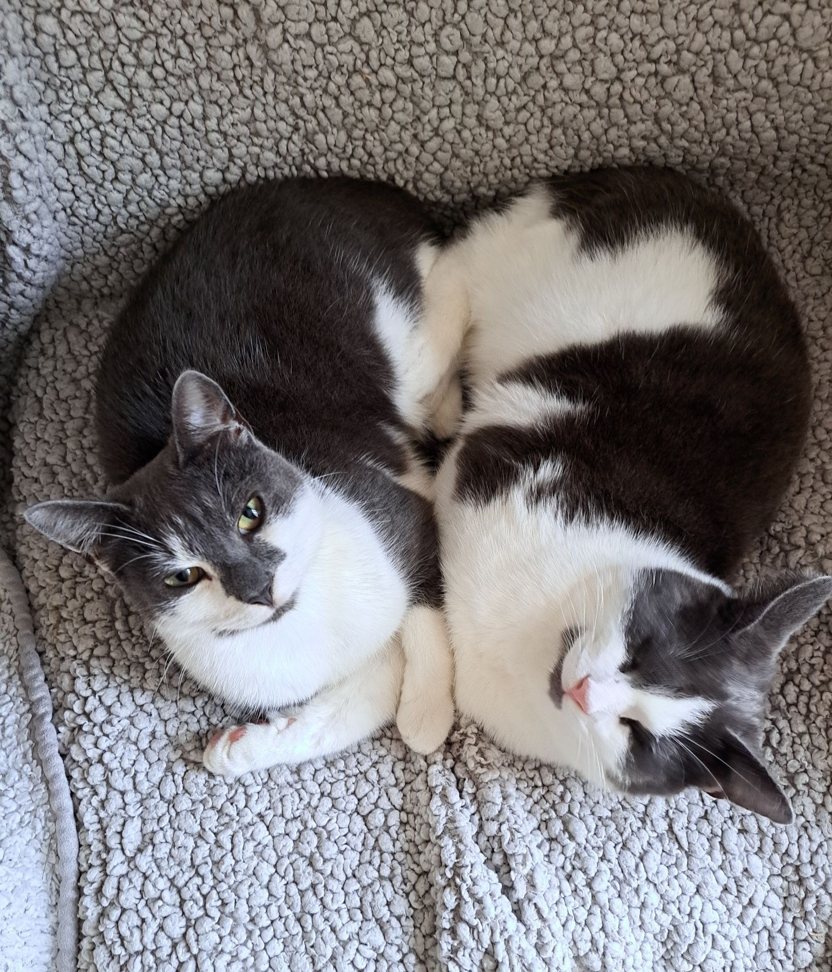 A photo of Aristotle and Gus, two grey and white cats, sat on a grey faux-sheepskin blanket.