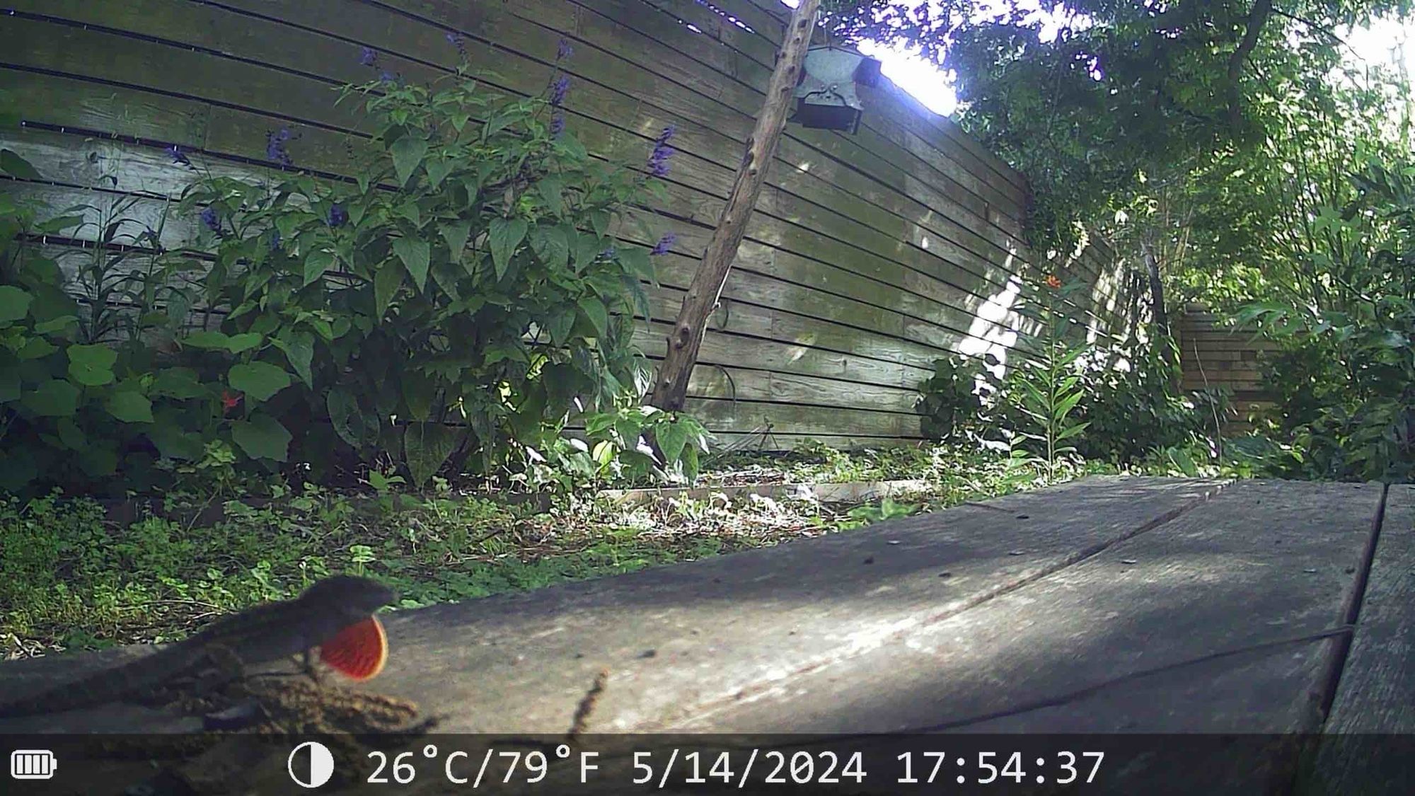 Motion triggered game camera photograph of Brown anole displaying orange throat