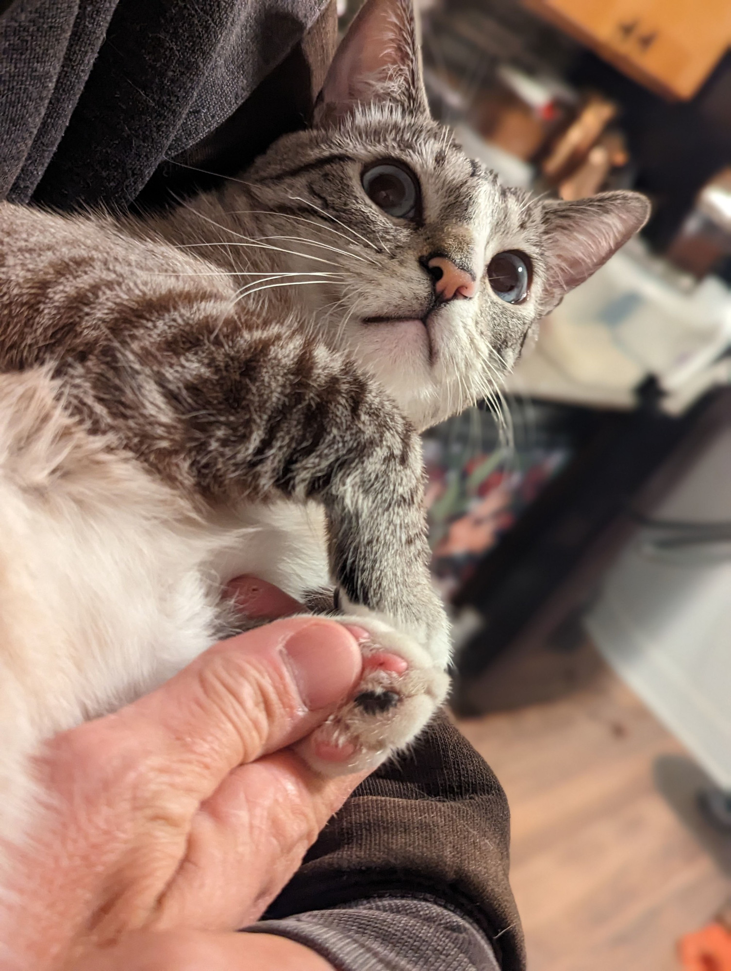 A silver tabby/white with a pink nose being held in the arms of a person wearing a grey hoodie. The person's hand is holding one of the cat's paws, where one toepad is black and 3 are pink. The cat's facial expression looks almost exactly like the 😾 emoji.