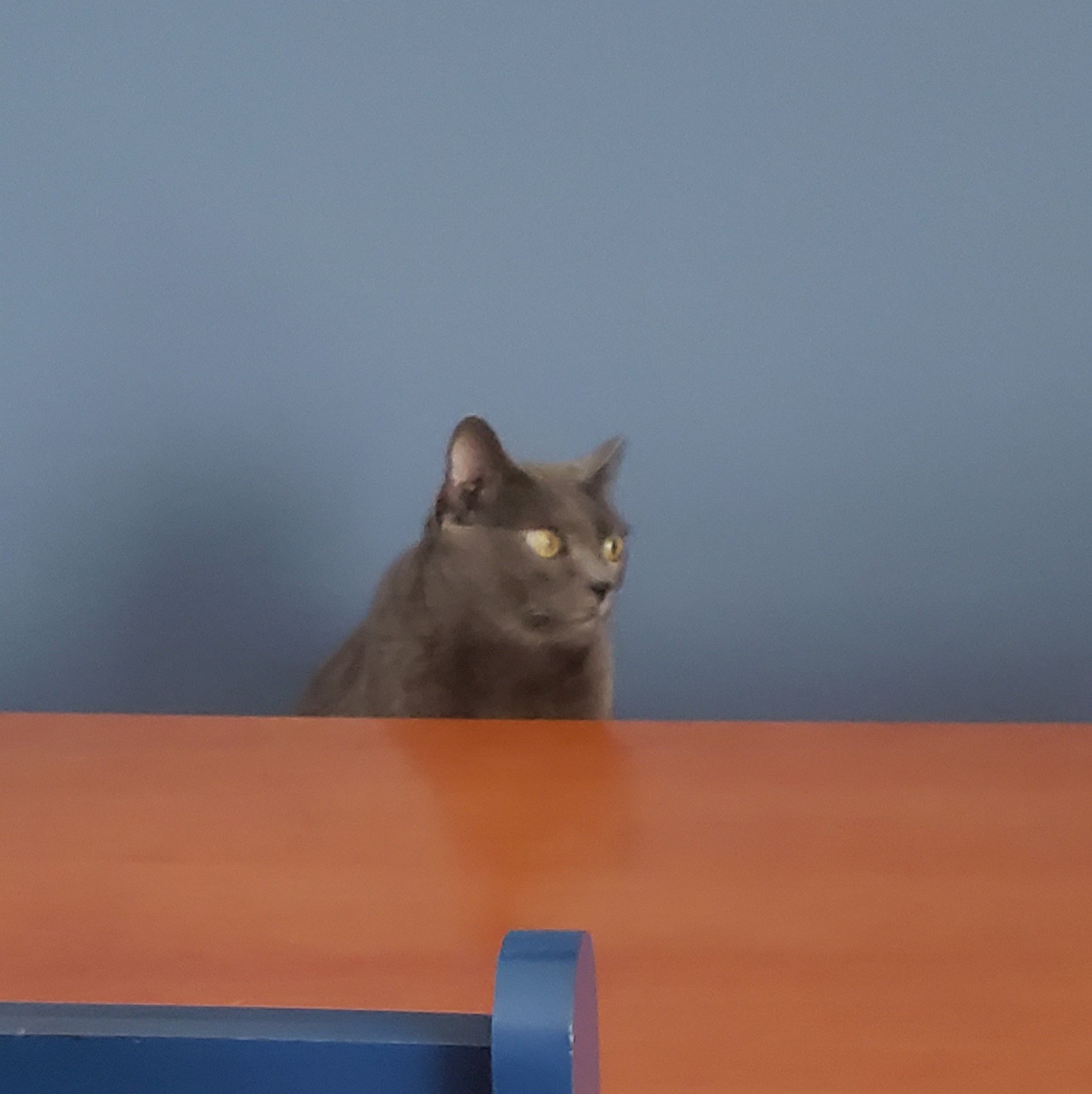 Gato cinza sentado em frente a uma mesa de madeira, olhando para a direita. Parece azul acinzentada ao fundo.