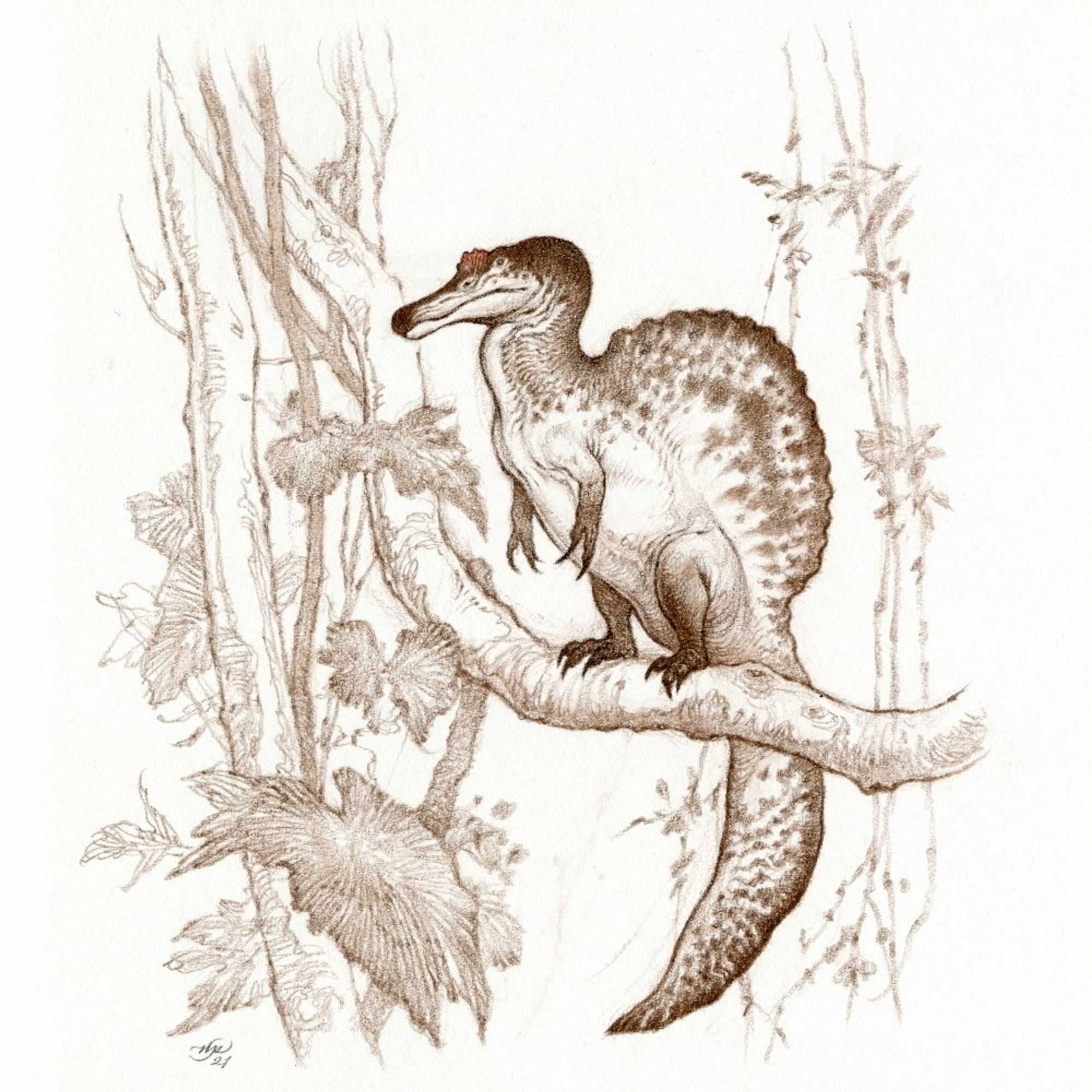 Humorous drawing in brown pencil of a Spinosaurus, a very large dinosaur with a large sail-like structure on its back, perched on a tree branch.