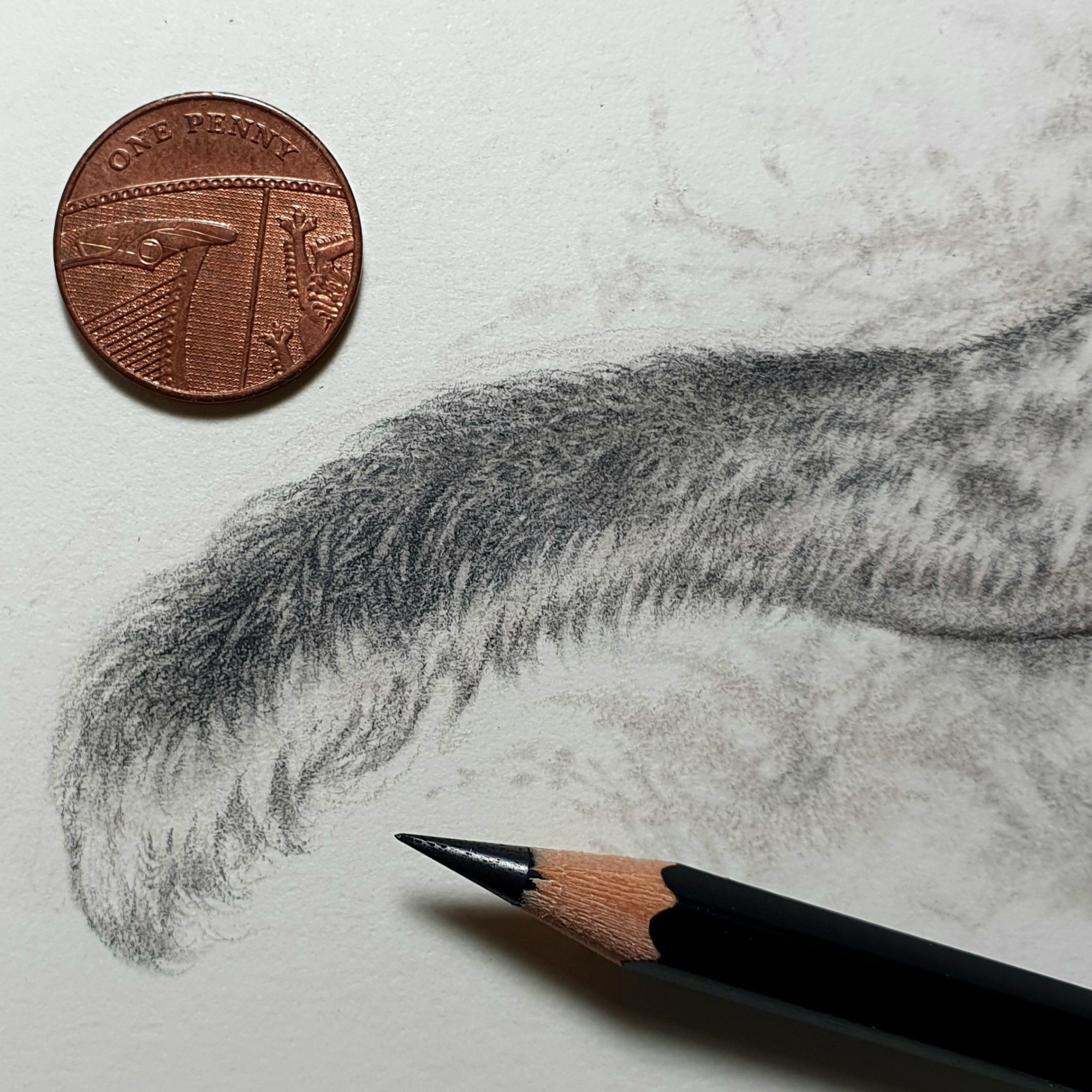 Detail from a larger pencil drawing showing a thick, fluffy, feathery tail.