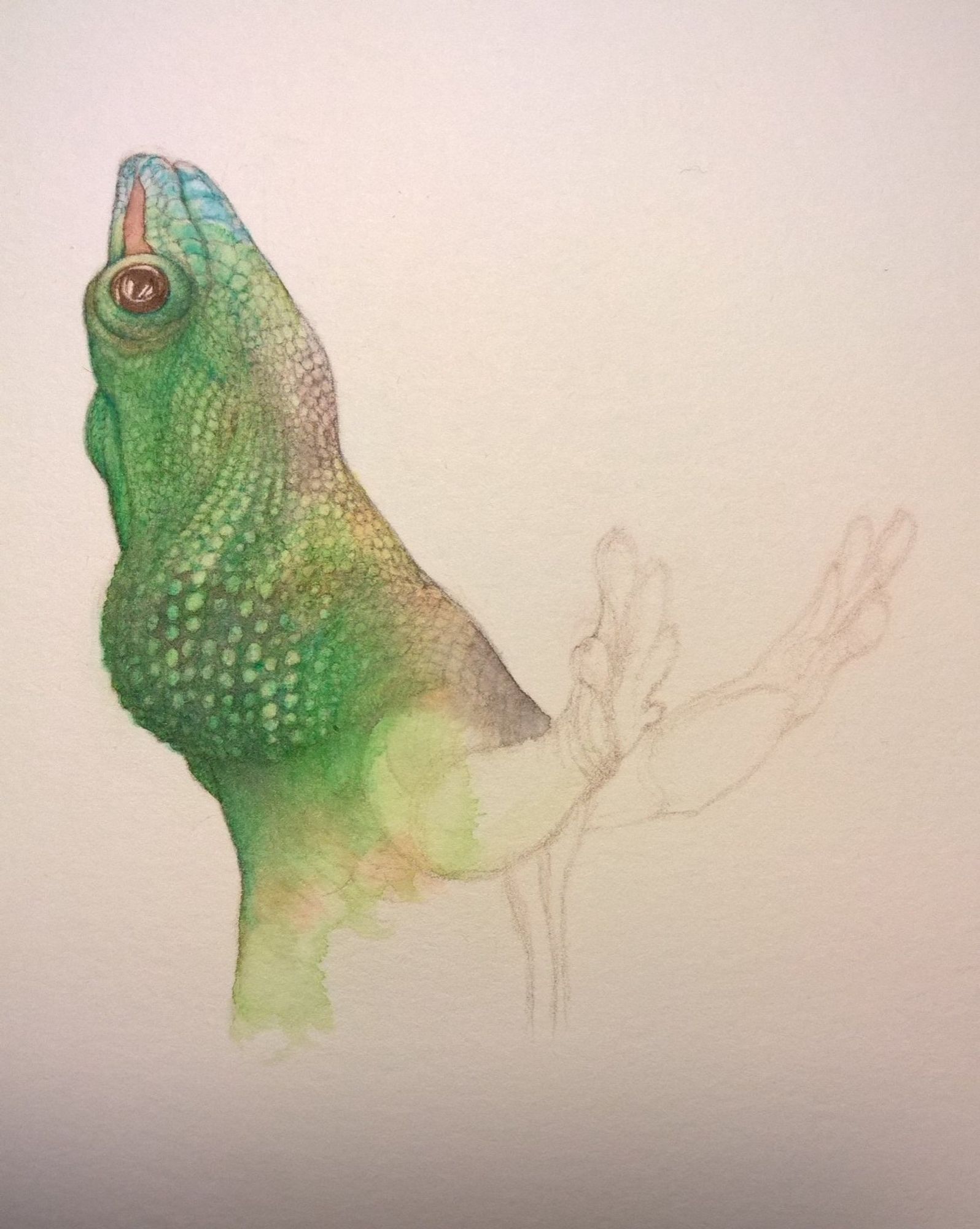 Unfinished watercolour study of the head, shoulders, and arms of a Madagascan day gecko. It appears to have its arms raised in the air because it was perched against its glass enclosure.