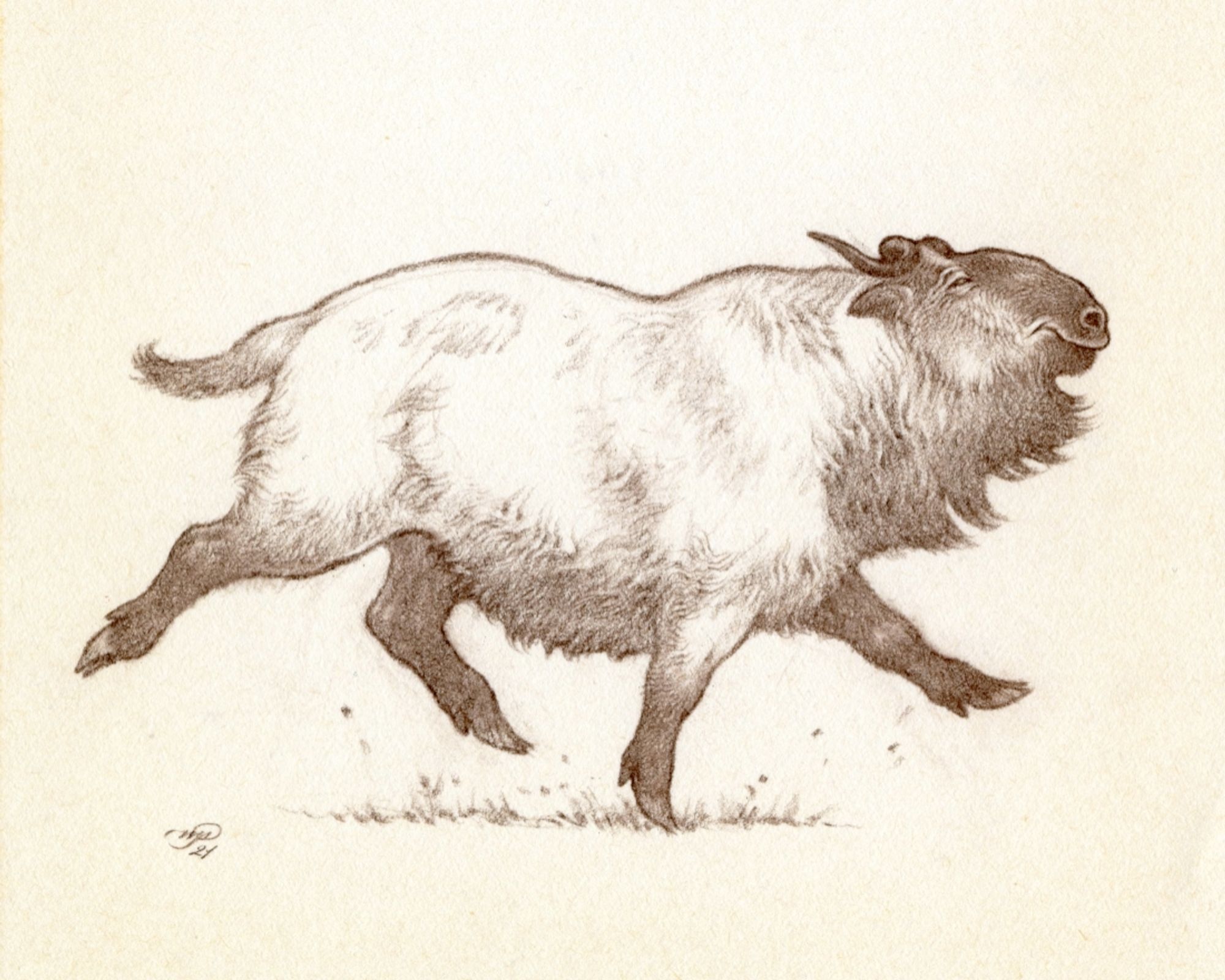 Brown pencil sketch of a takin in a kind of 'floating trot' with a merry expression.