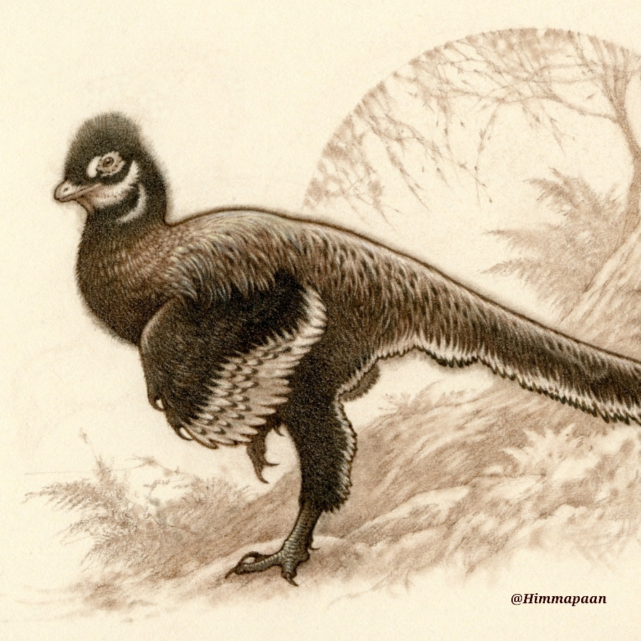 Brown and black pencil drawing of Fujianvenator, a long-legged feathered dinosaur.