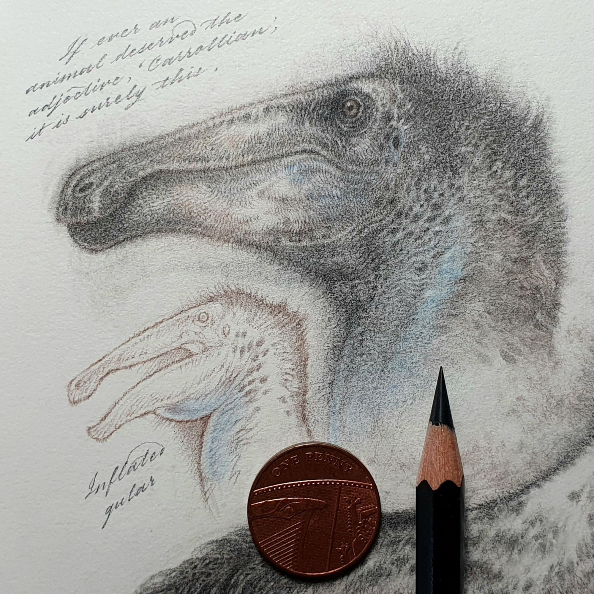 Two pencil sketches, one a more detailed study and the other in simpler outline, of the head of the dinosaur Deinocheirus. It has a long snout ending in a shoebill-like beak.