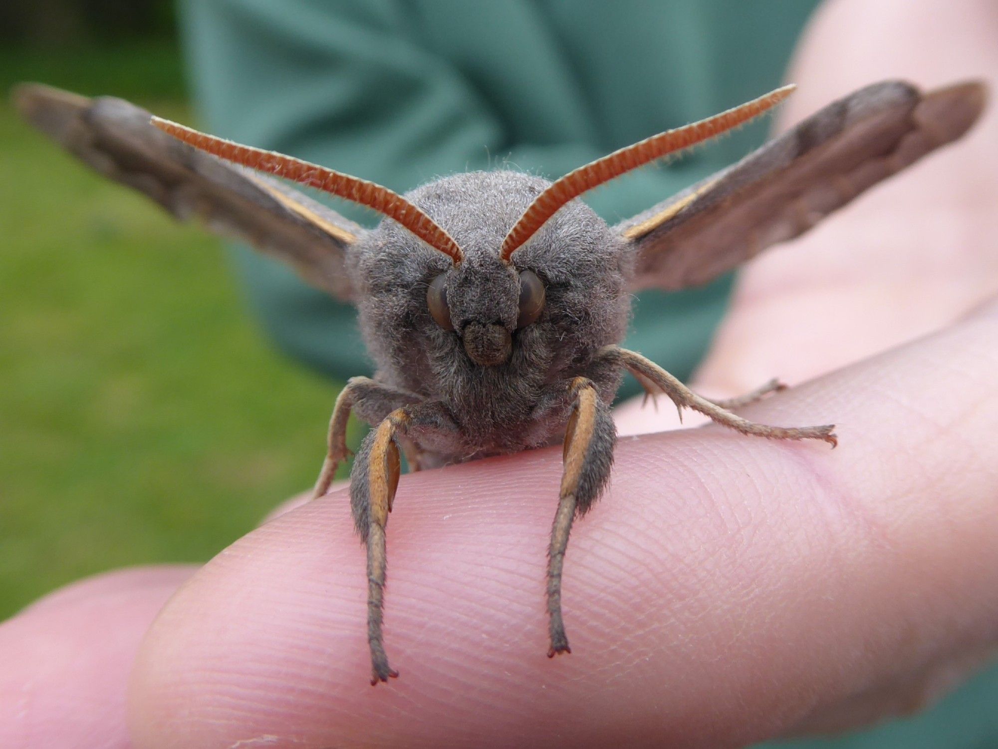 Poplar Hawkmoth - a round, grey fuzzy moth sat on a finger