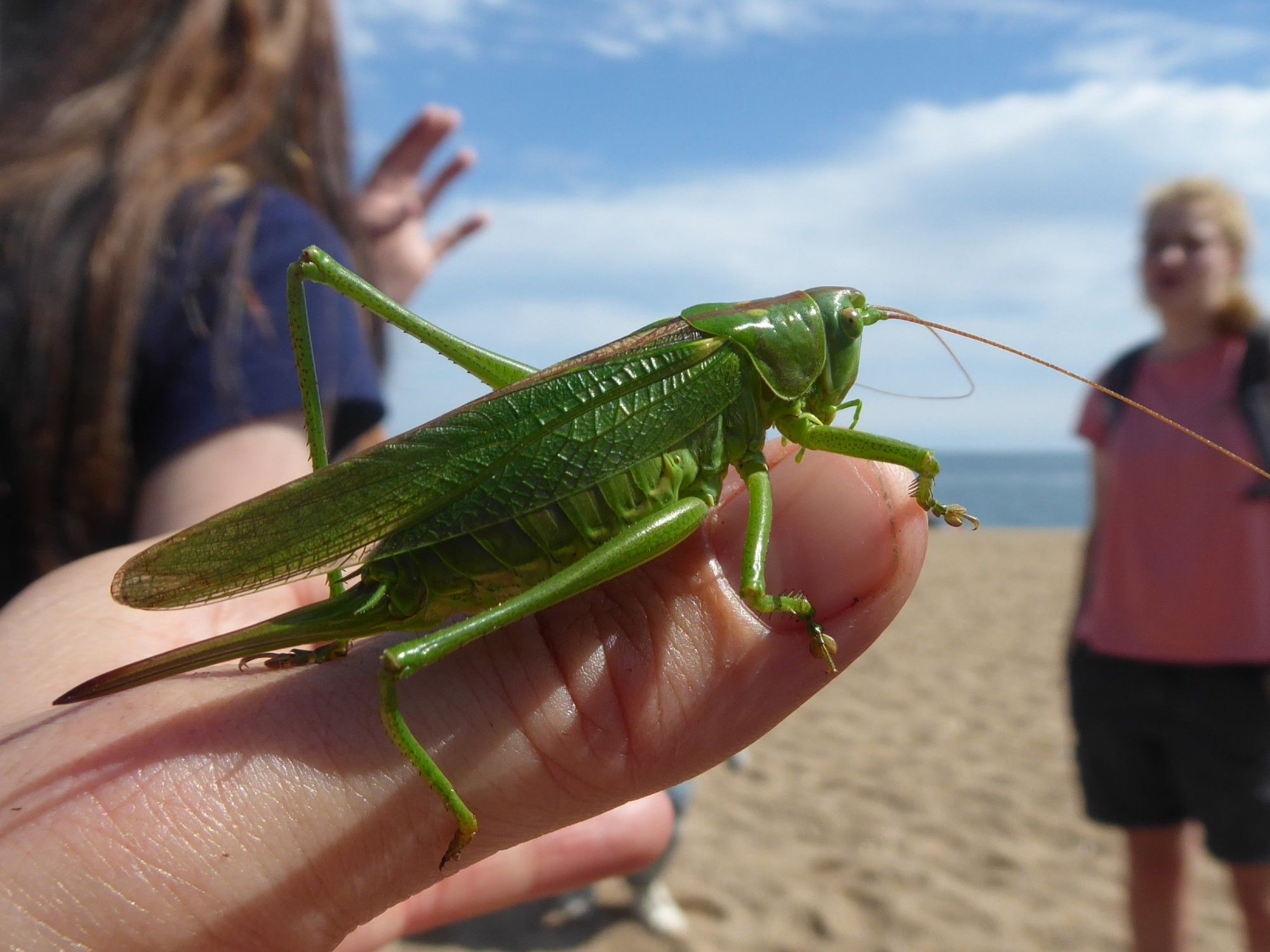 Great Green Bush Cricket