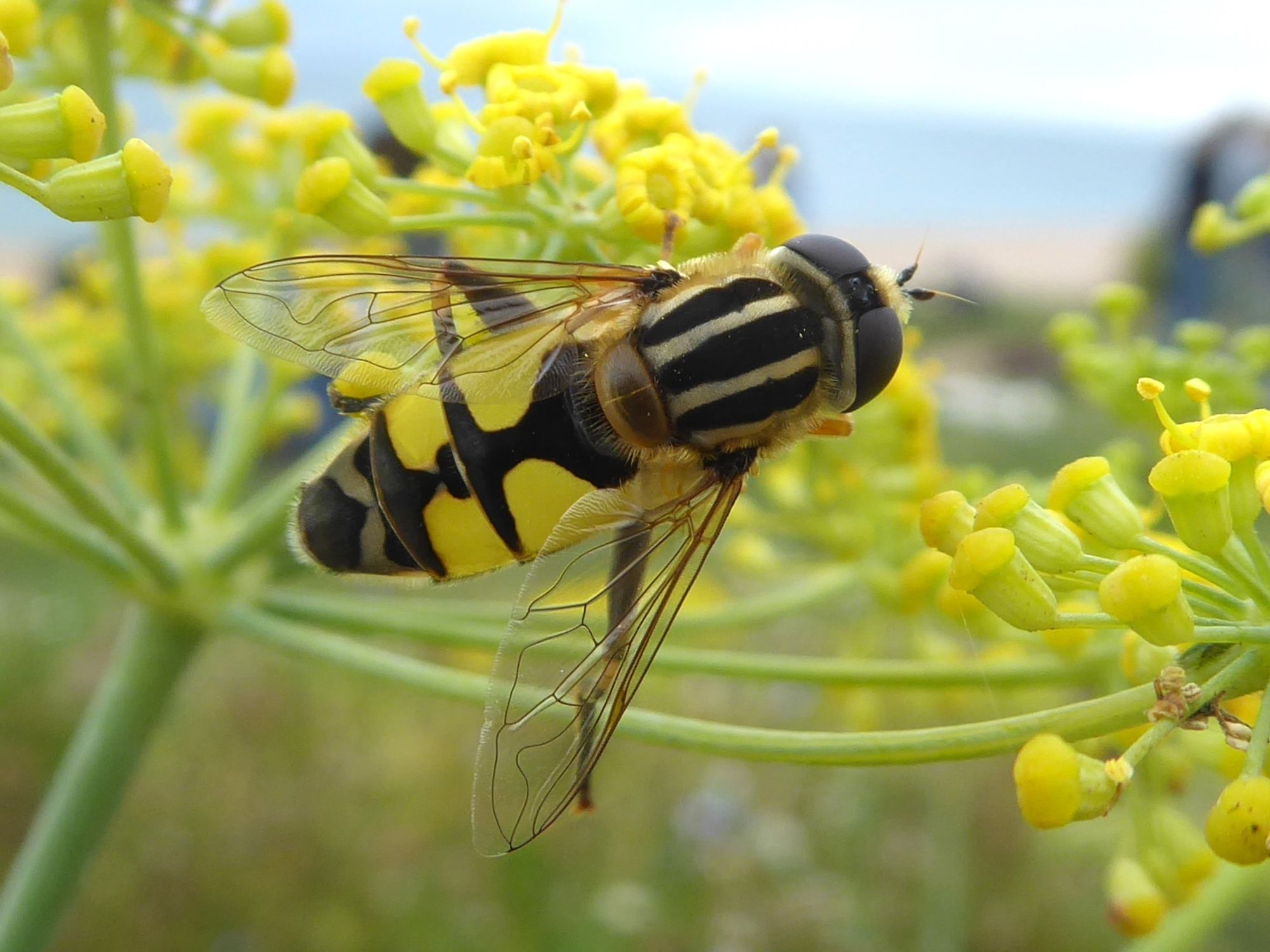 Helophilus trivittatus, a striking large hoverfly with bright lemon coloured markings.