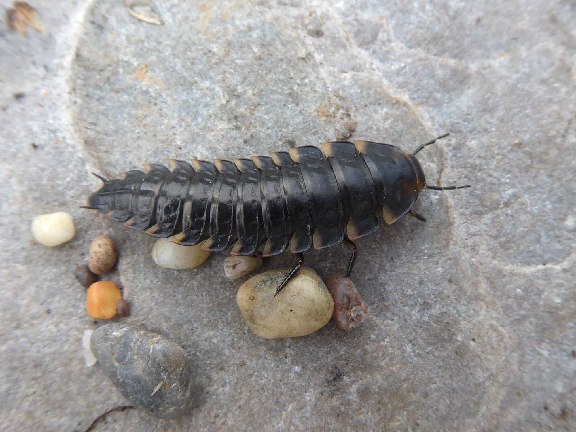 Larva of Silpha tristis: a sleek, tapered, segmented insect larva sat on a rock.