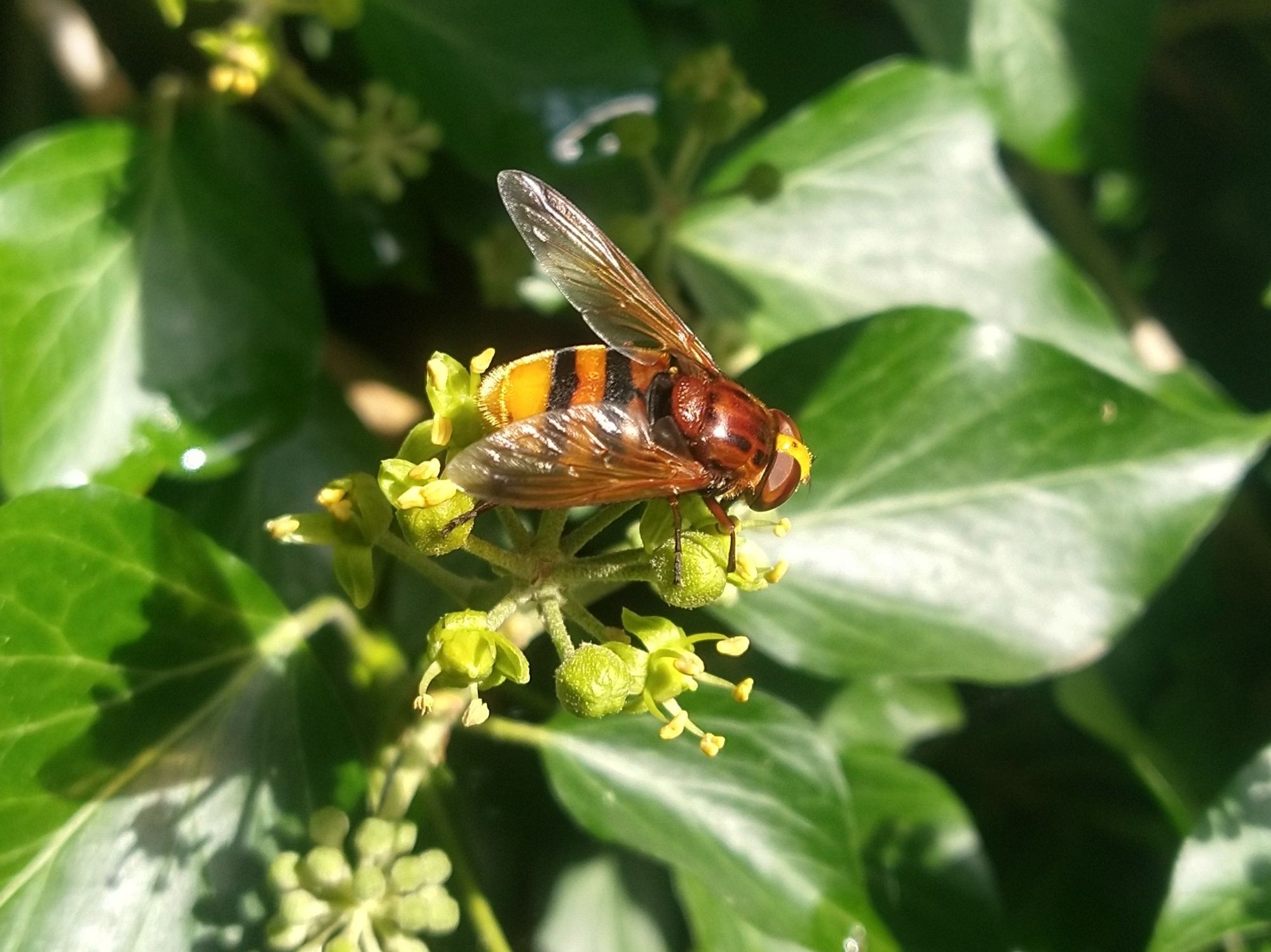 The Hornet Hoverfly, Volucella zonaria