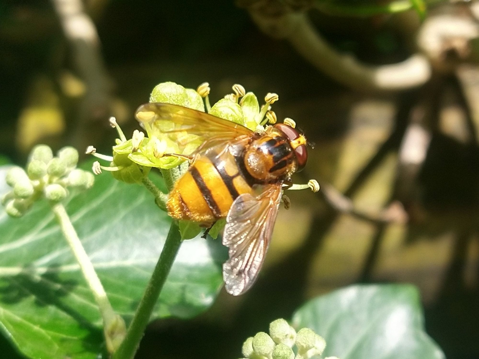 Volucella inanis