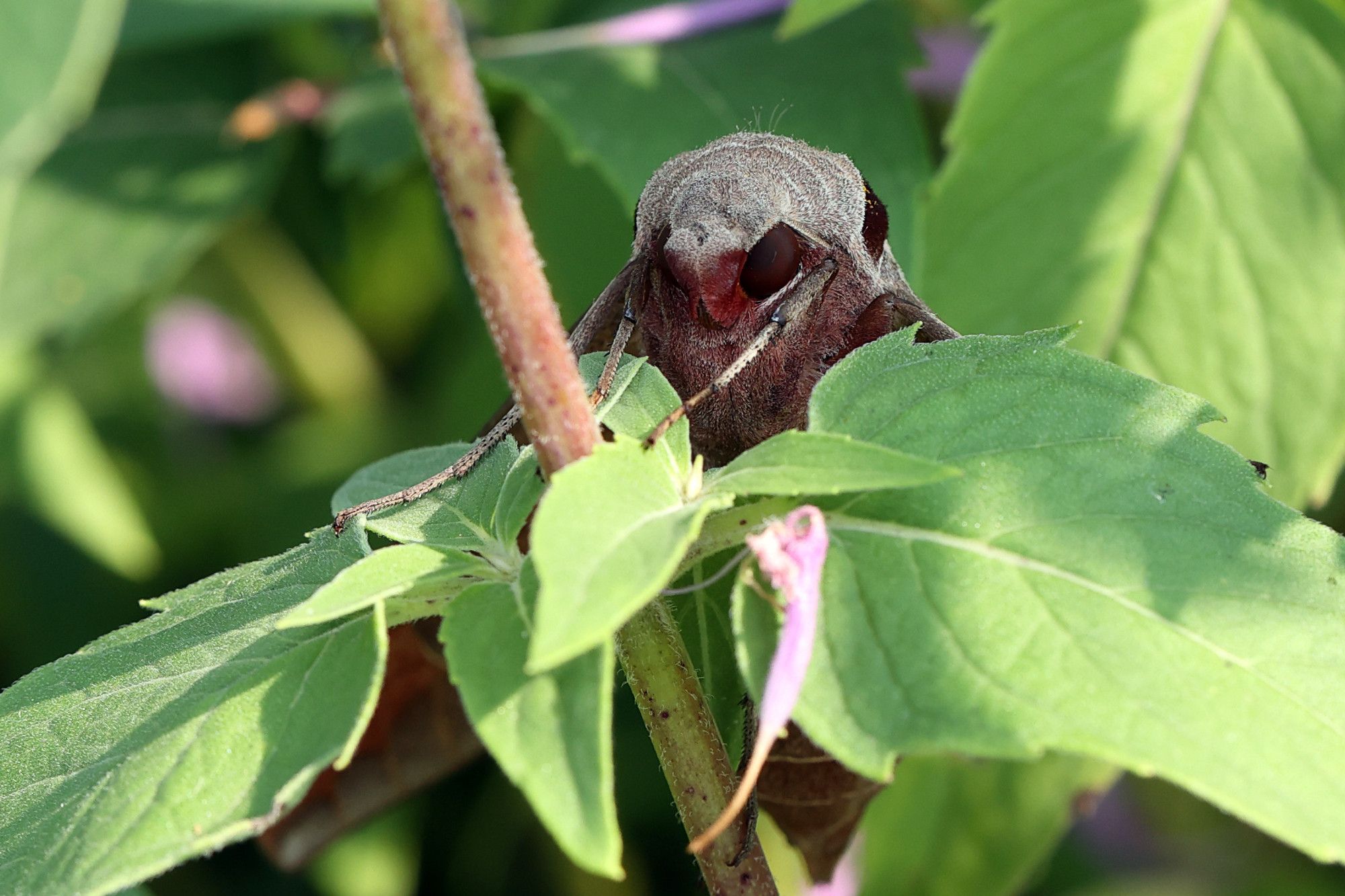 A front view of the moth sitting on the stem, so you can see its big brown eyes and little fuzzy face.