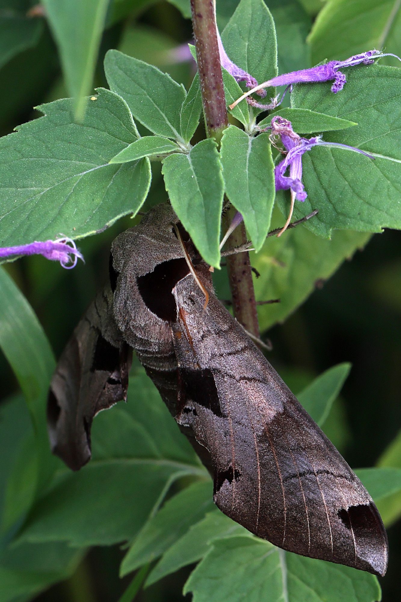 A sphynx moth sitting beneath a leaf on a wild bergamot stem.