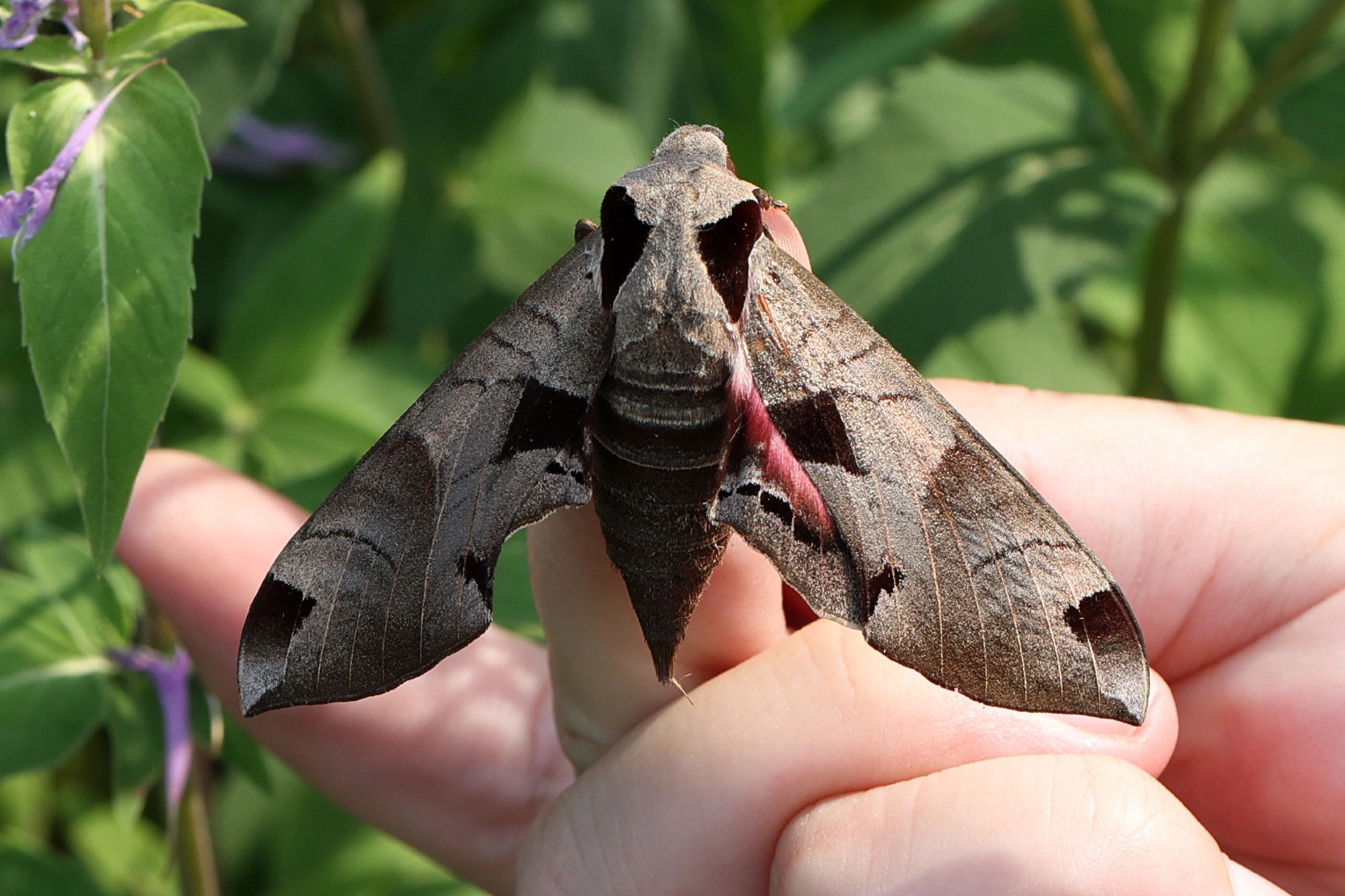 A large sphynx moth perched on a finger, its wingspan easily as long as a finger. It is hues of brown that might look like a leaf on the ground, and has a large fuzzy abdomen.