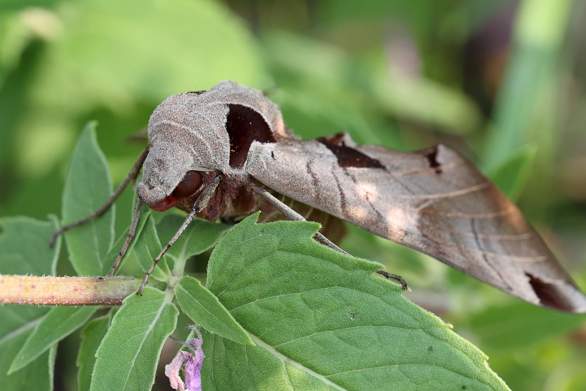 Another angle of the sphynx moth on the wild bergamot, showing off its chonky body and long wings, little silvery fur all over it.