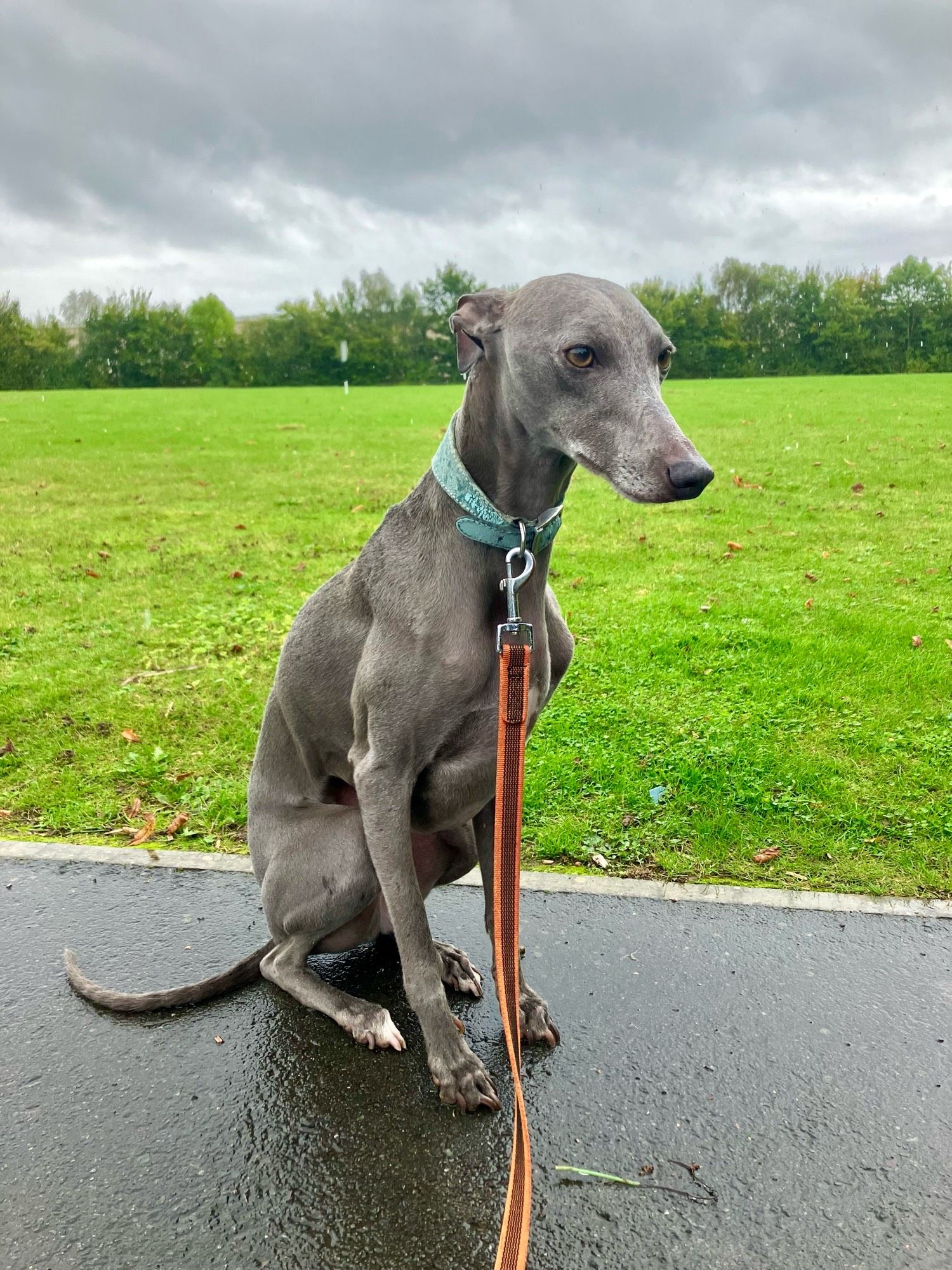 A wet blue whippet