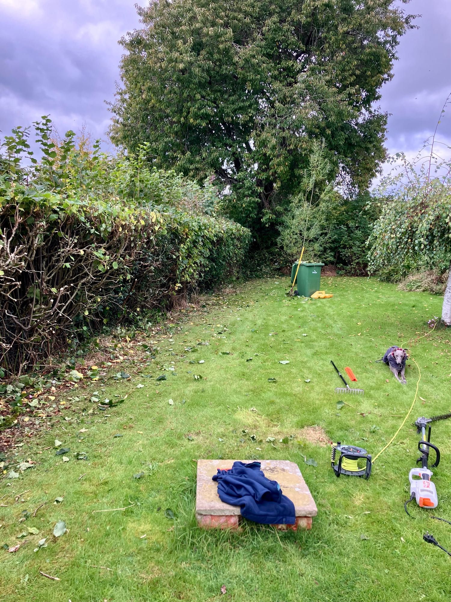 A hedge being trimmed