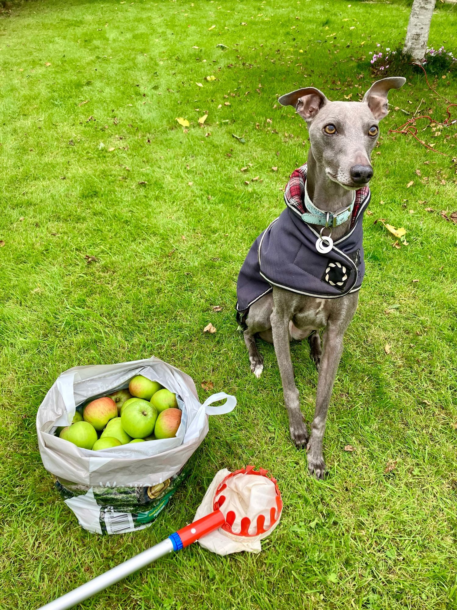 A whippet and a bag of apples