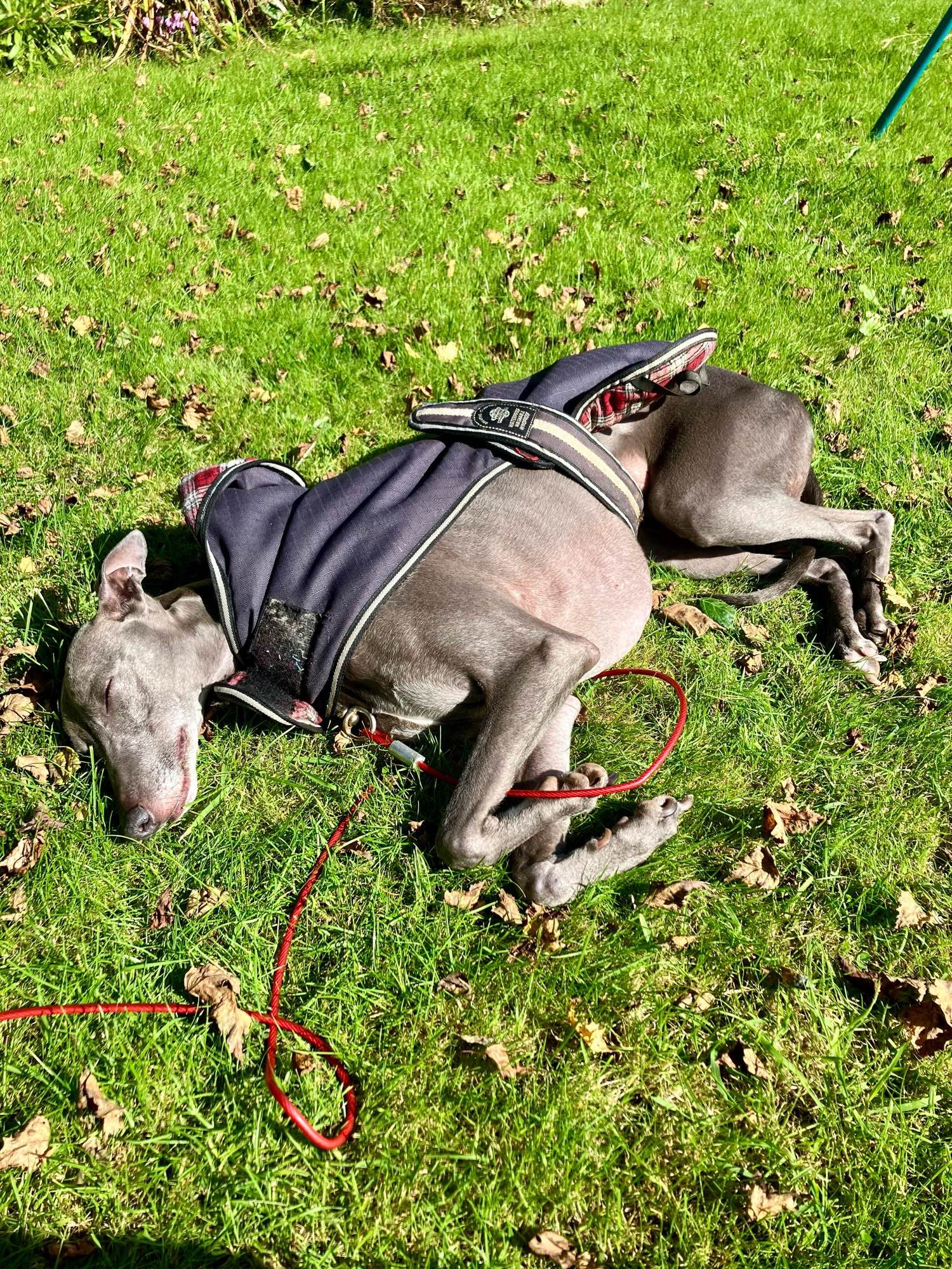 A sleeping whippet