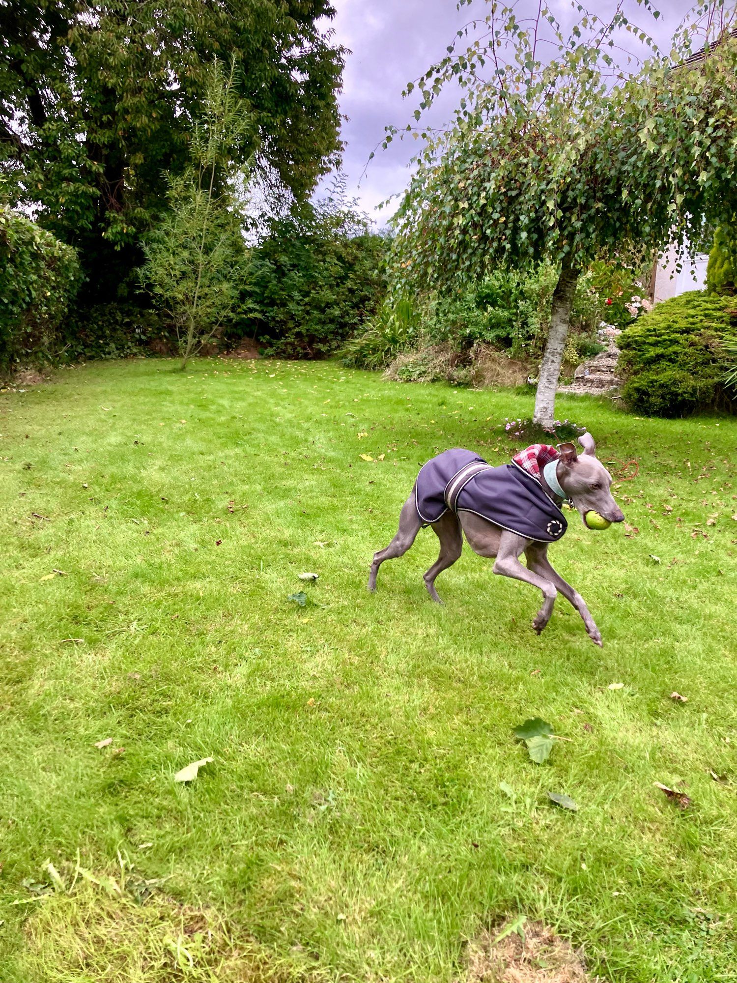 A whippet running with an apple in his mouth