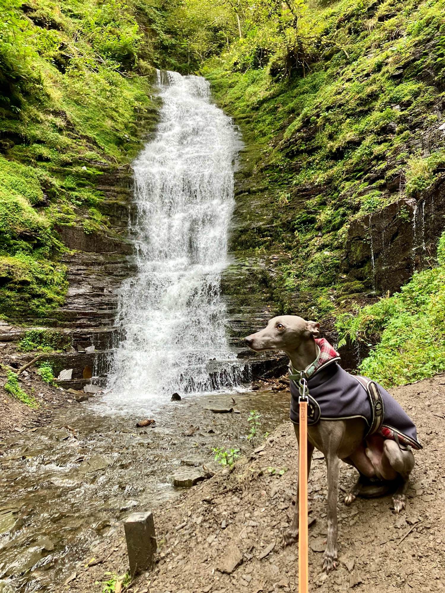 A whippet in front of a waterfall