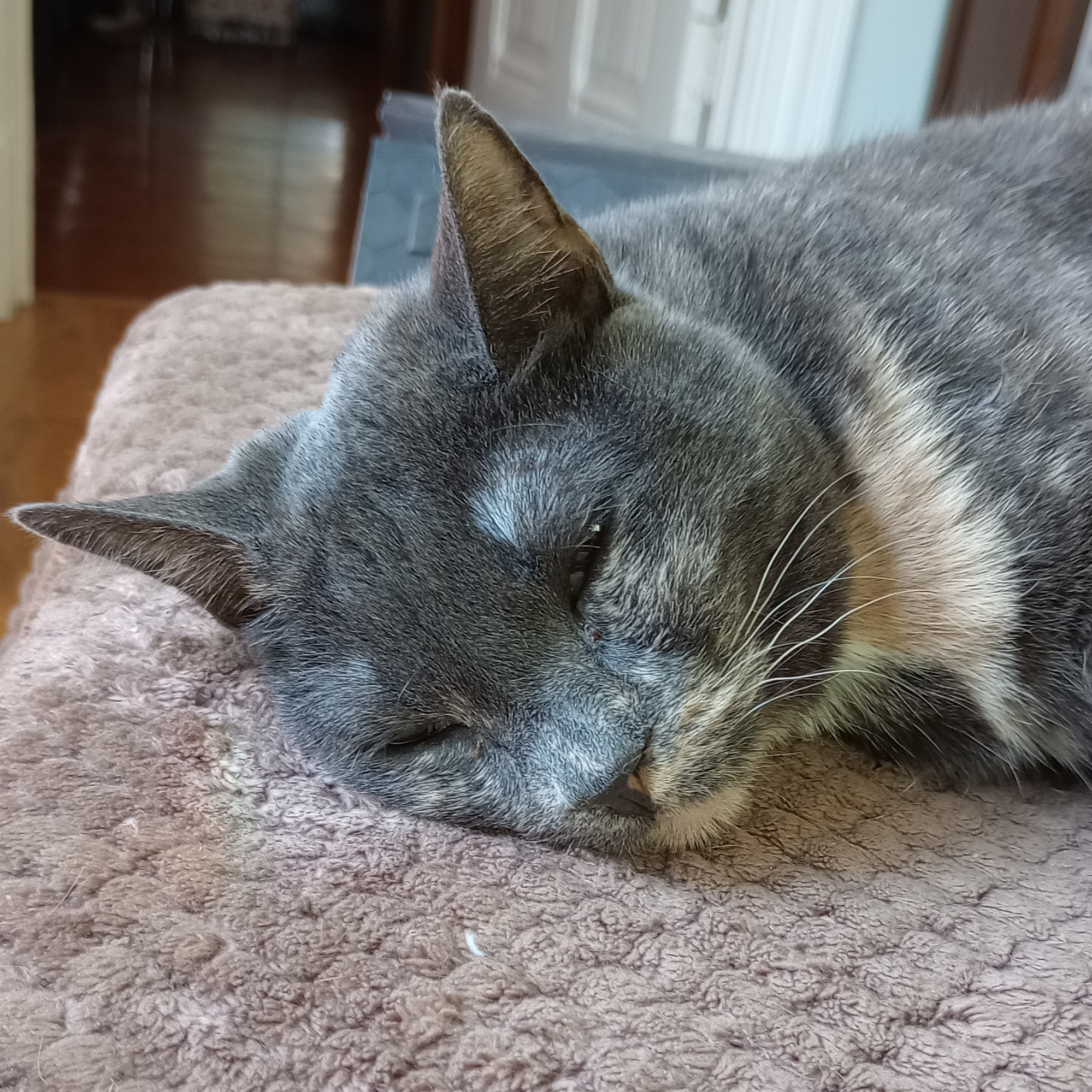 Here's a lovely photo of Rilla, our gray and white kitty. She's resting on a brown blanket with her eyes barely open.