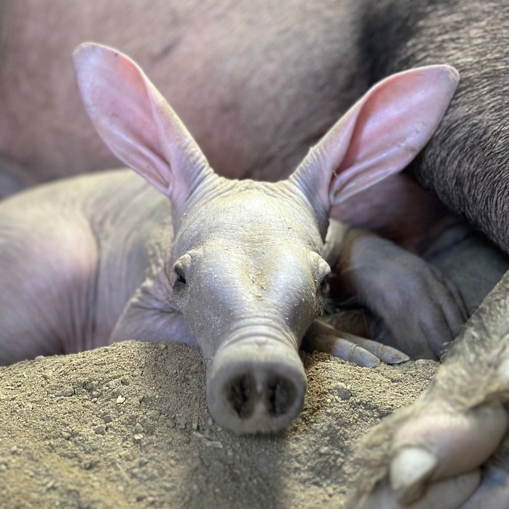 Padmae Jr, the San Diego Zoo’s first ever baby aardvark, looking right at the camera with its long, lorge snoot and ginormous pink ears