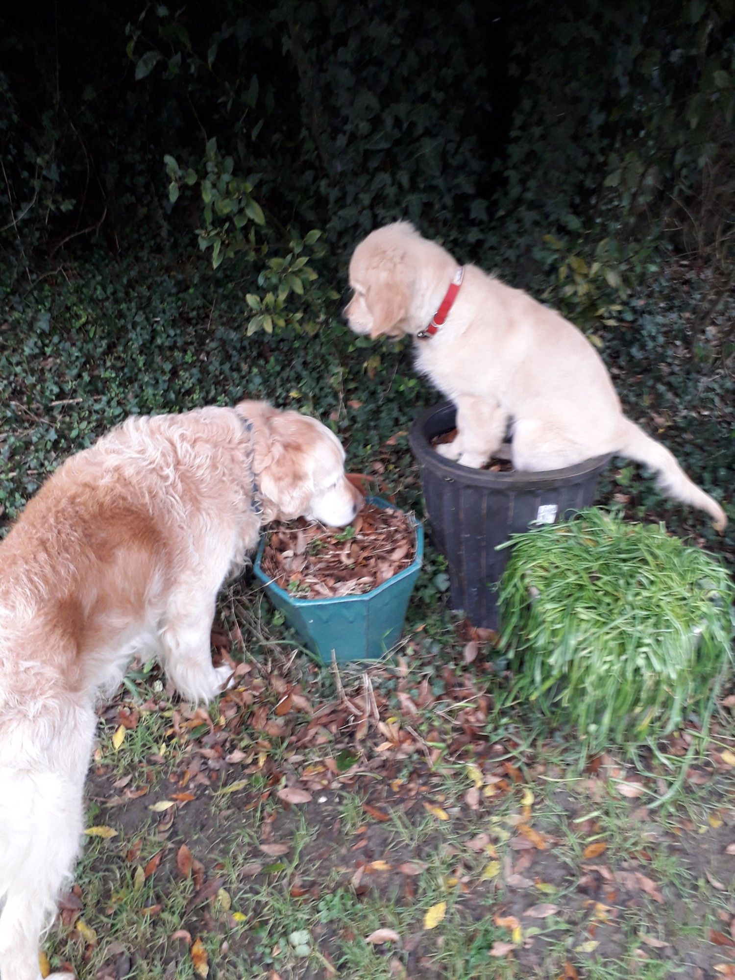 A golden retriever puppy in a planter being investigated by an older retriever