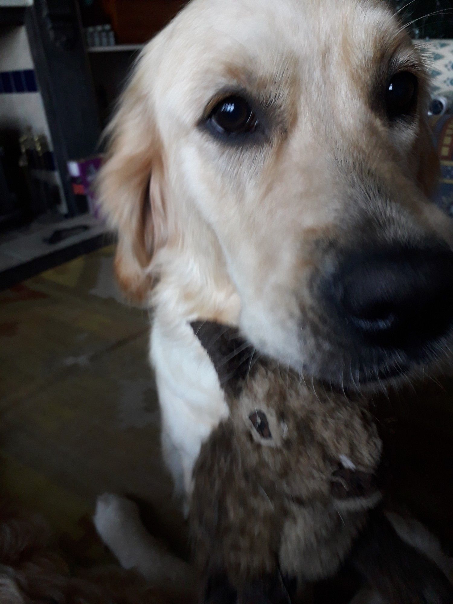 A golden retriever with a toy bunny in her mouth