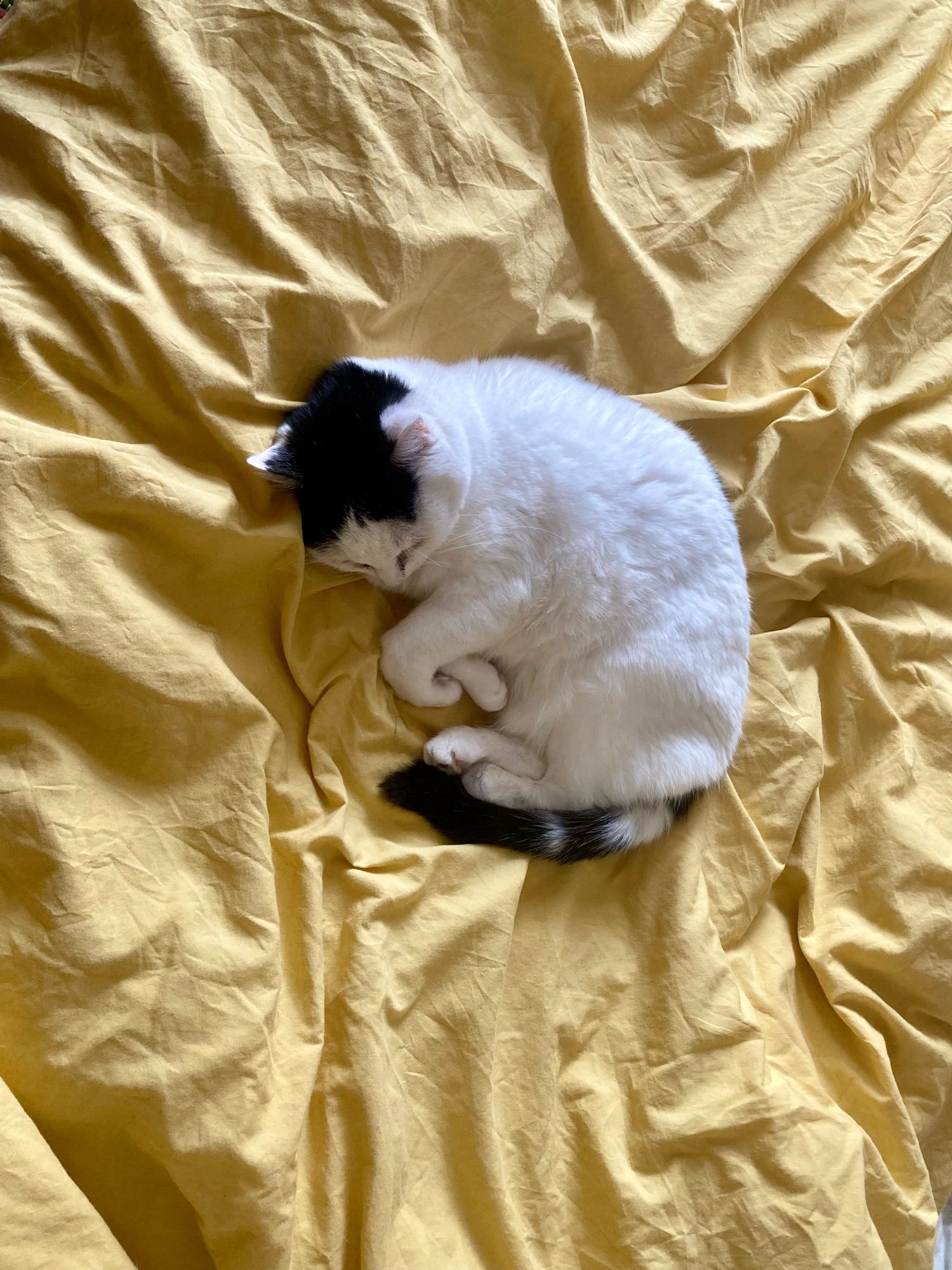 A cute black and white cat curled up on a yellow duvet