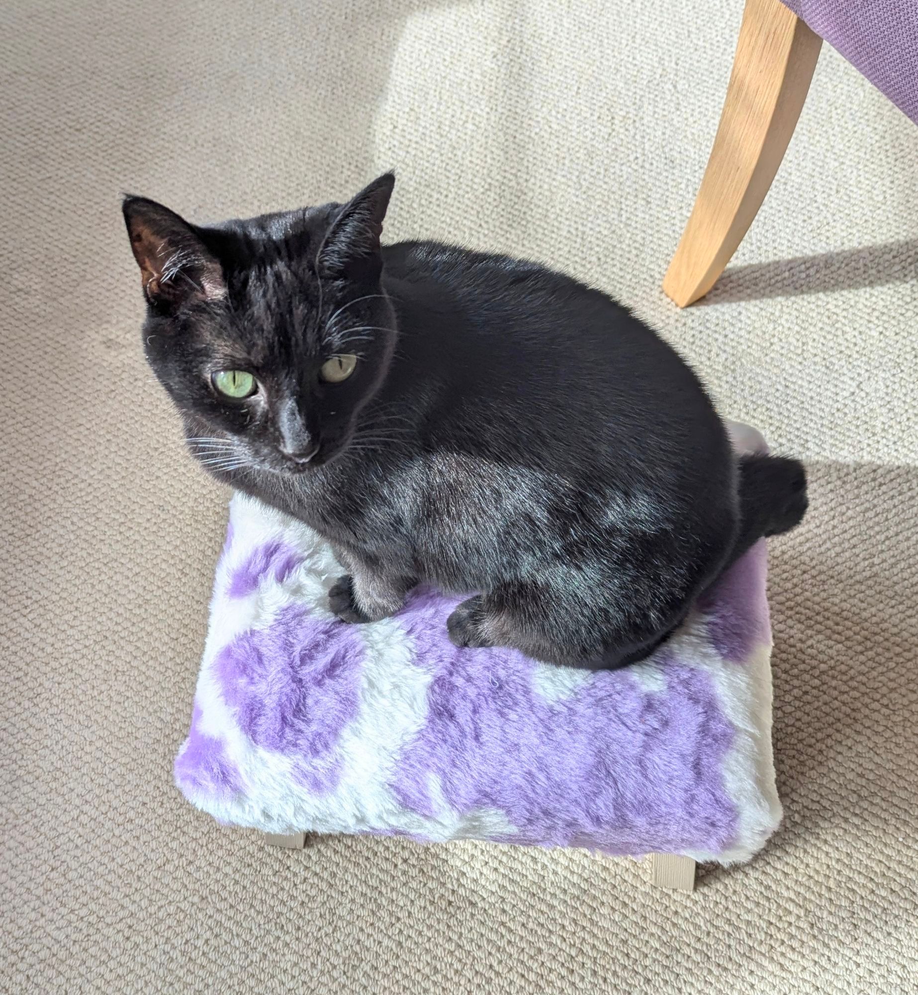 A black cat sits on a purple and white cow print foot stool