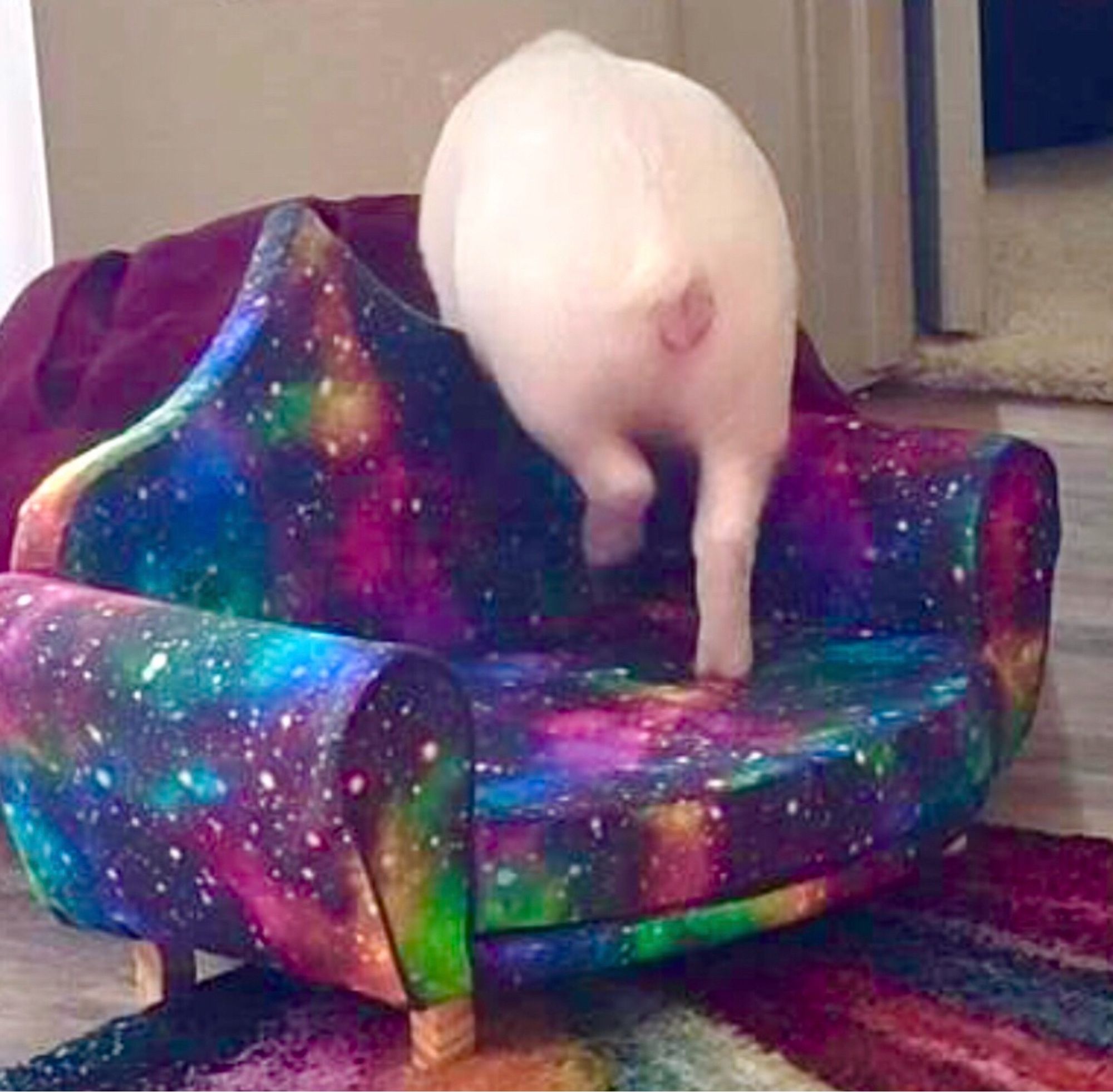 Mini pig is climbing over the back of a galaxy design pet sofa