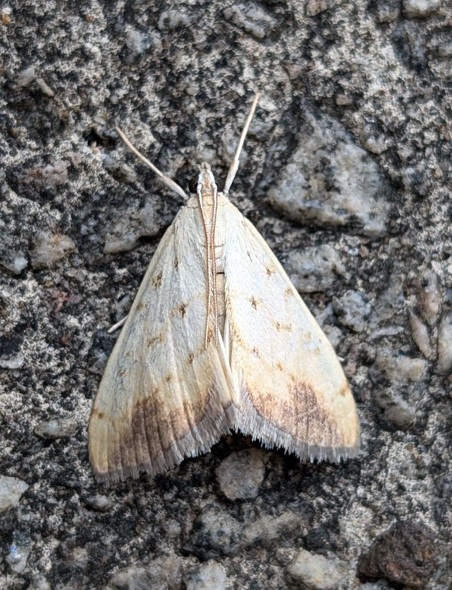 Evergestis extimalis - a new moth for Fife 😊