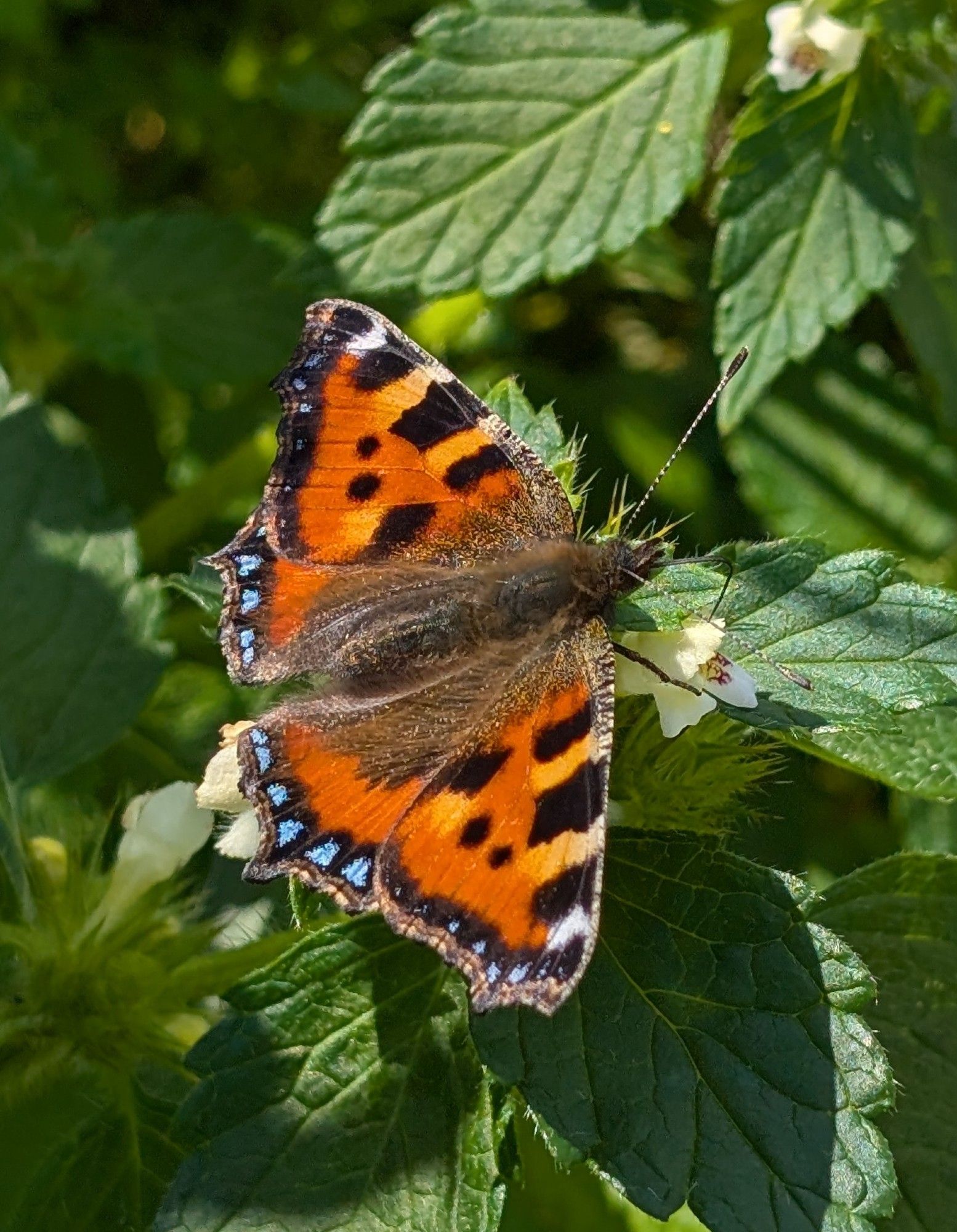 Small Tortoiseshell