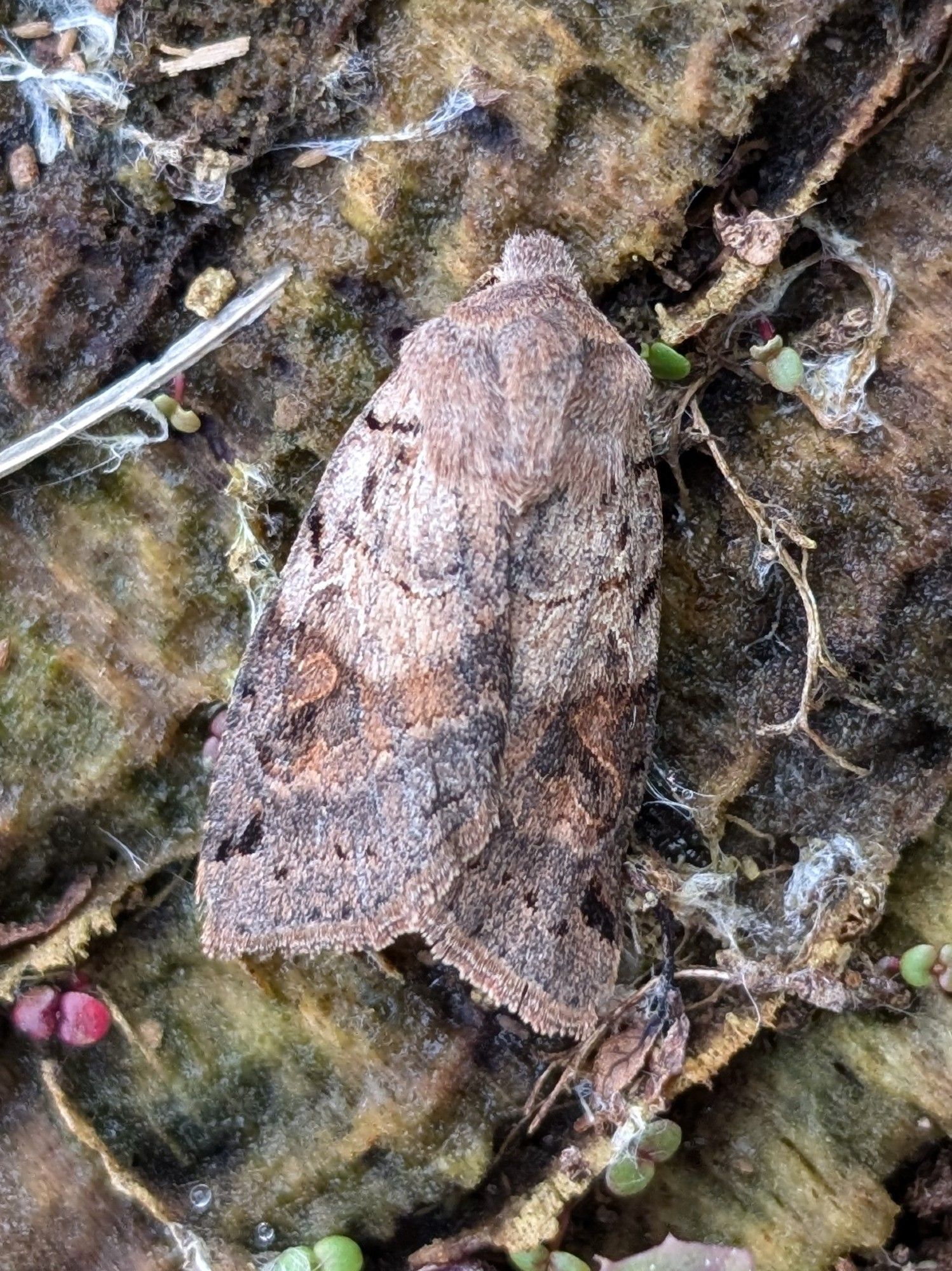 1 of 4 Brown-spot Pinion.