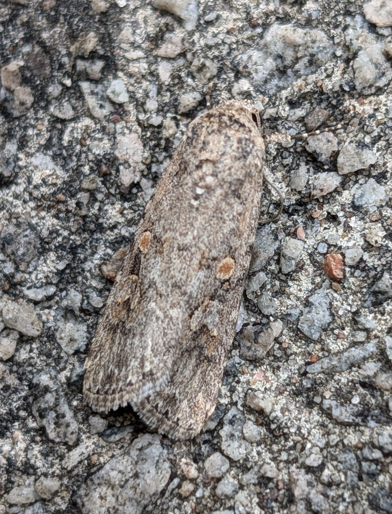 I caught 3 Small Mottled Willow last night, there's only ever been 1 previous VC record (Fife)! Two others were caught elsewhere too.