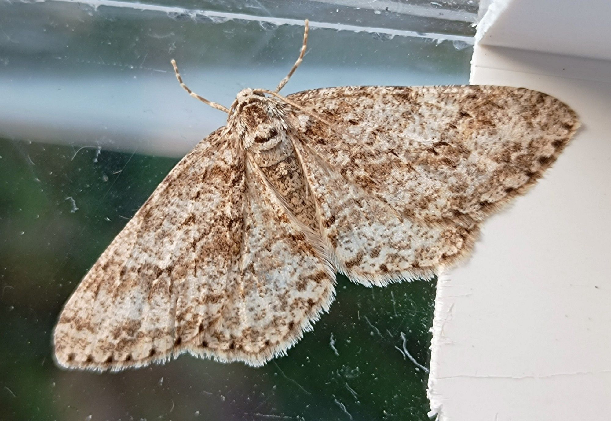 Engrailed