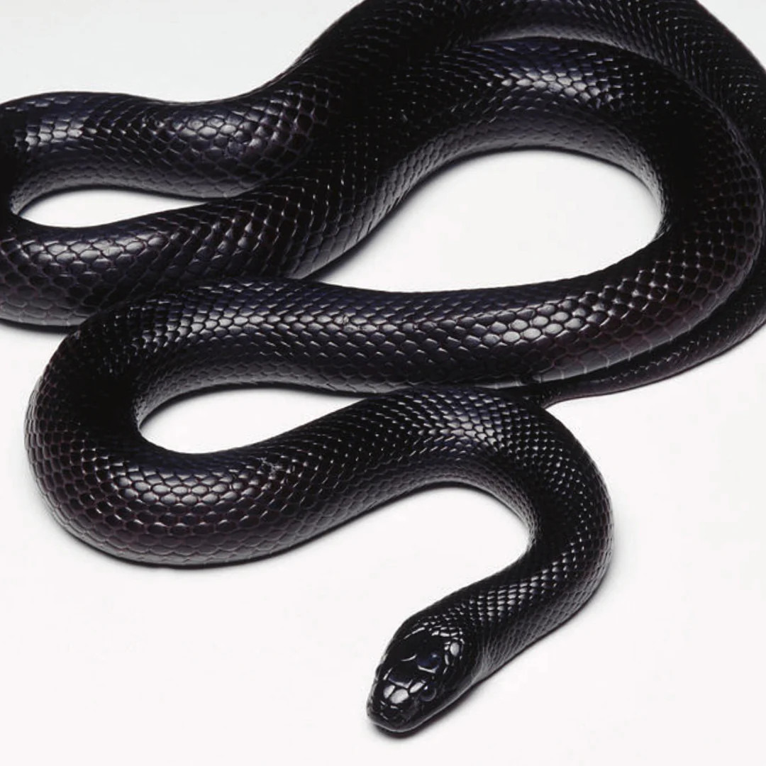 Mexican Black King snake. Shiny black snake